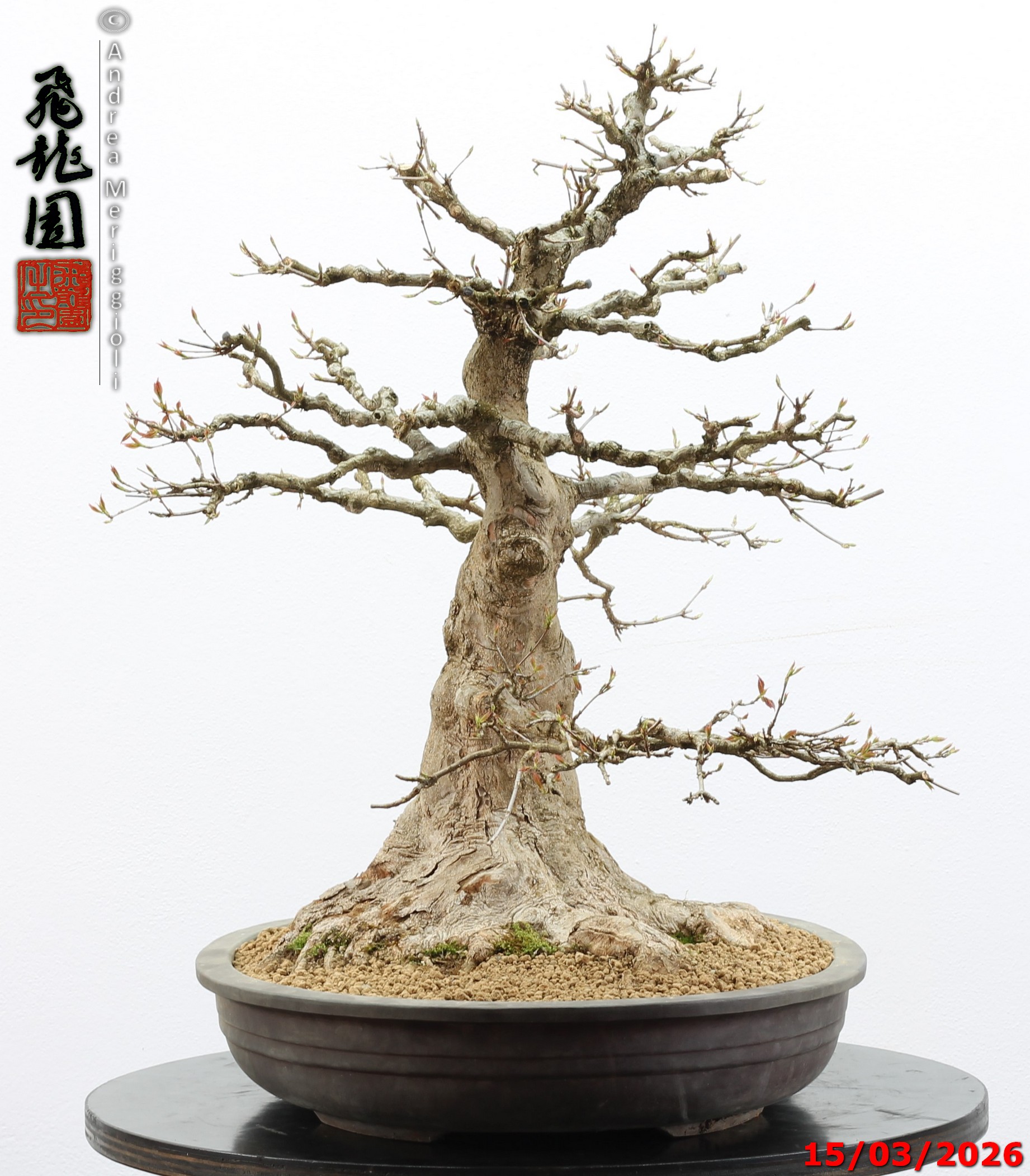 Acer buergerianum - immagine 11