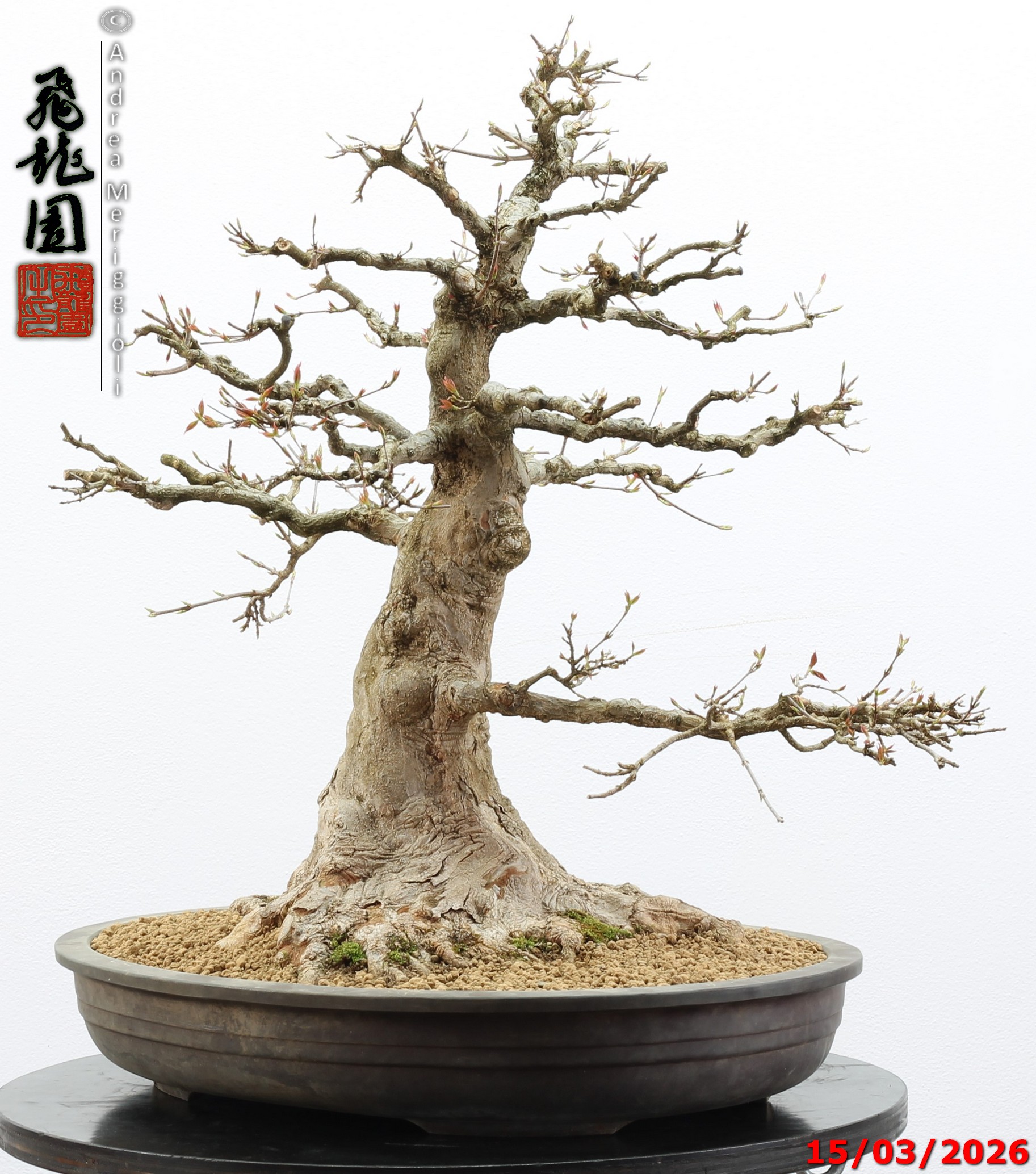Acer buergerianum - immagine 10