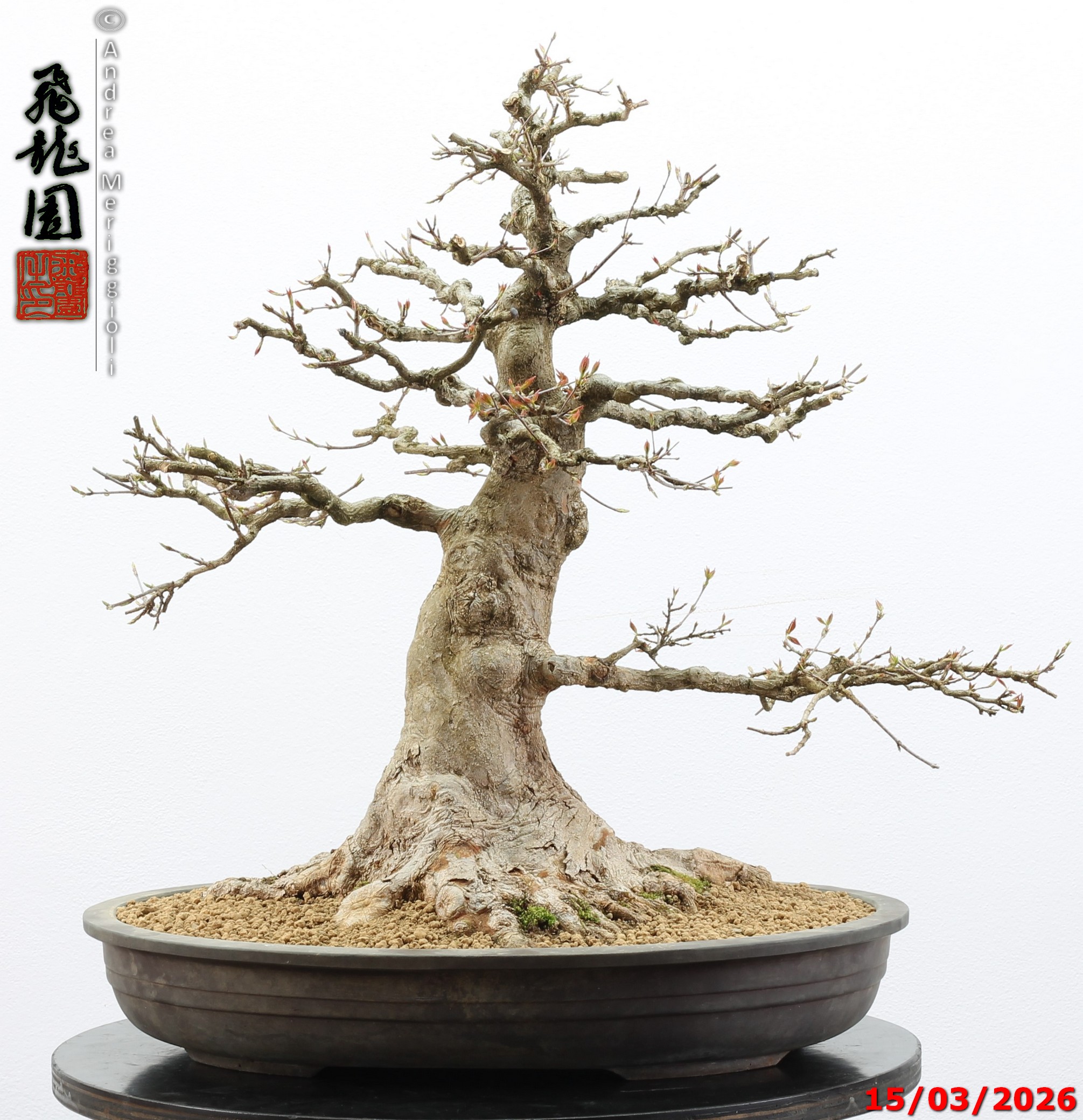 Acer buergerianum - immagine 9