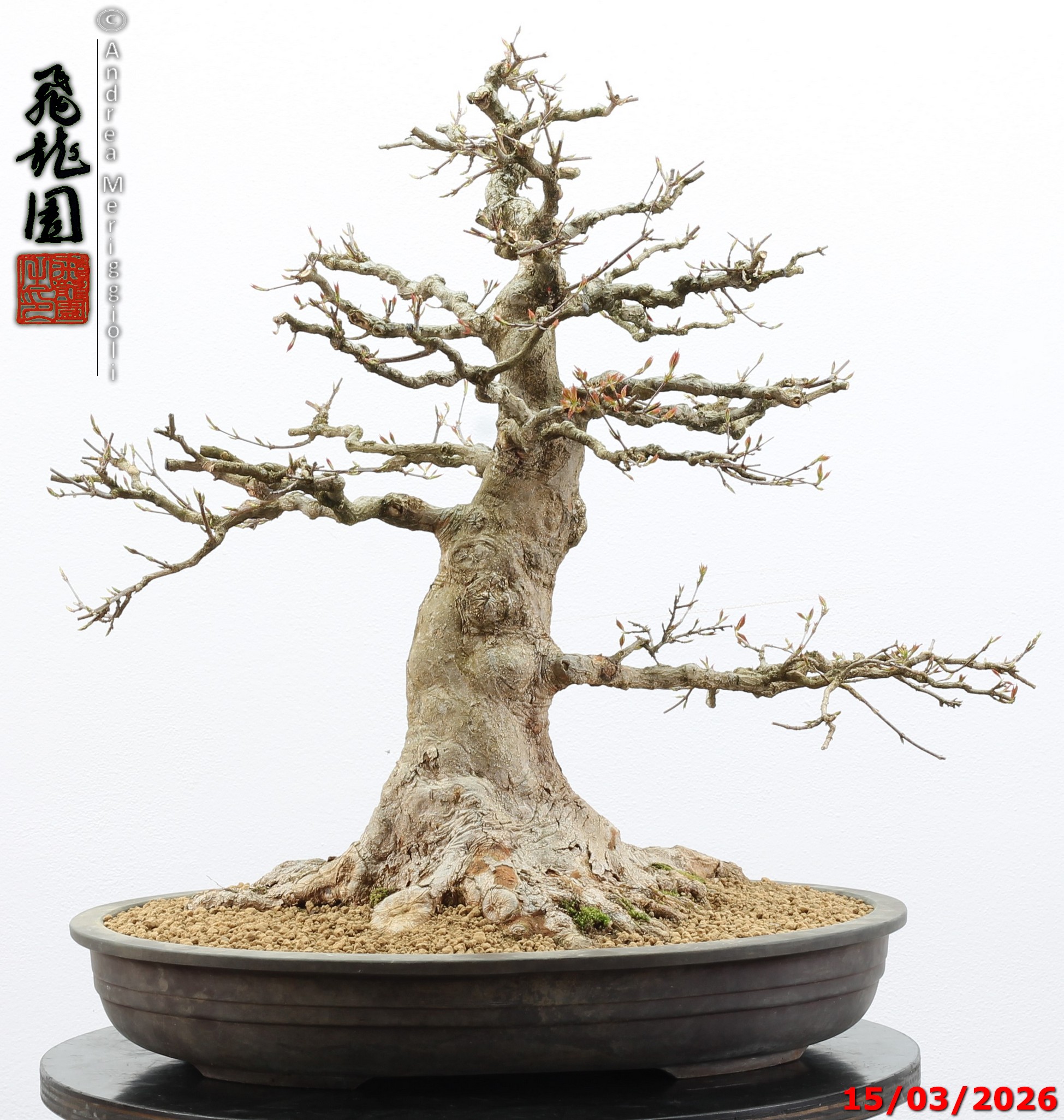 Acer buergerianum - immagine 8