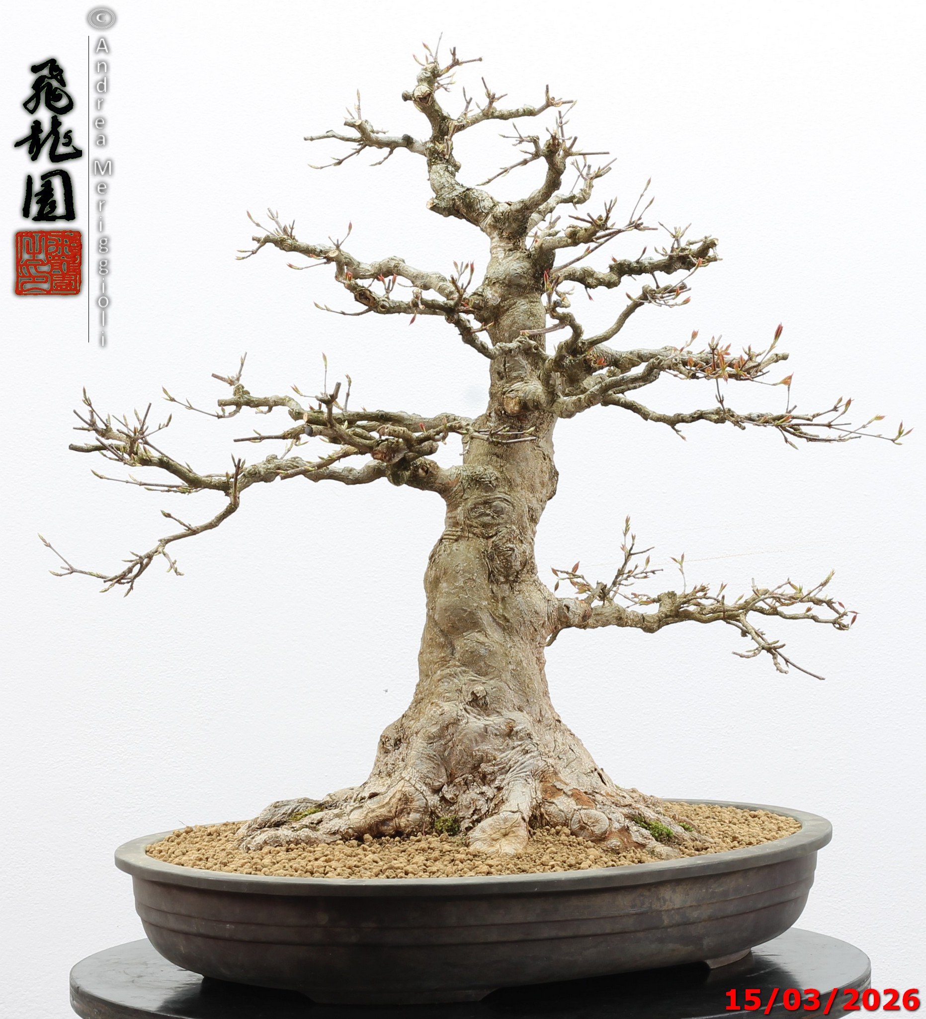 Acer buergerianum - immagine 7