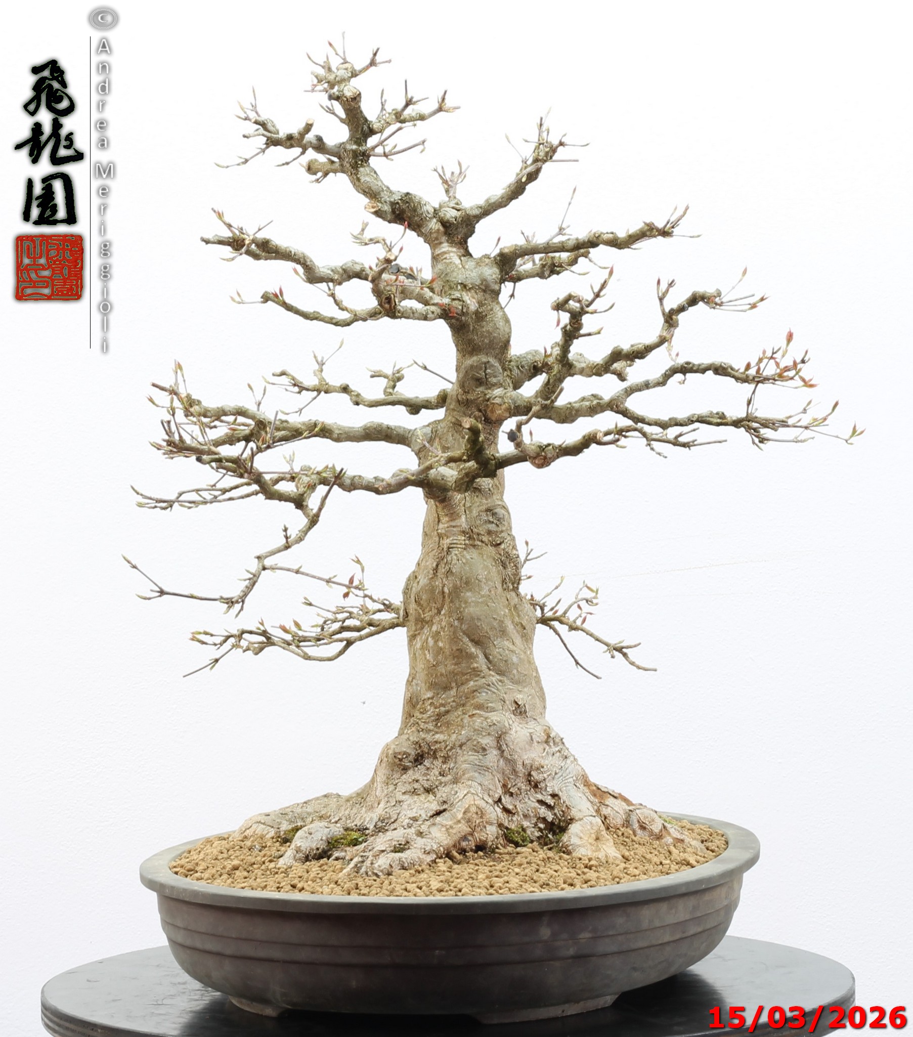 Acer buergerianum - immagine 6