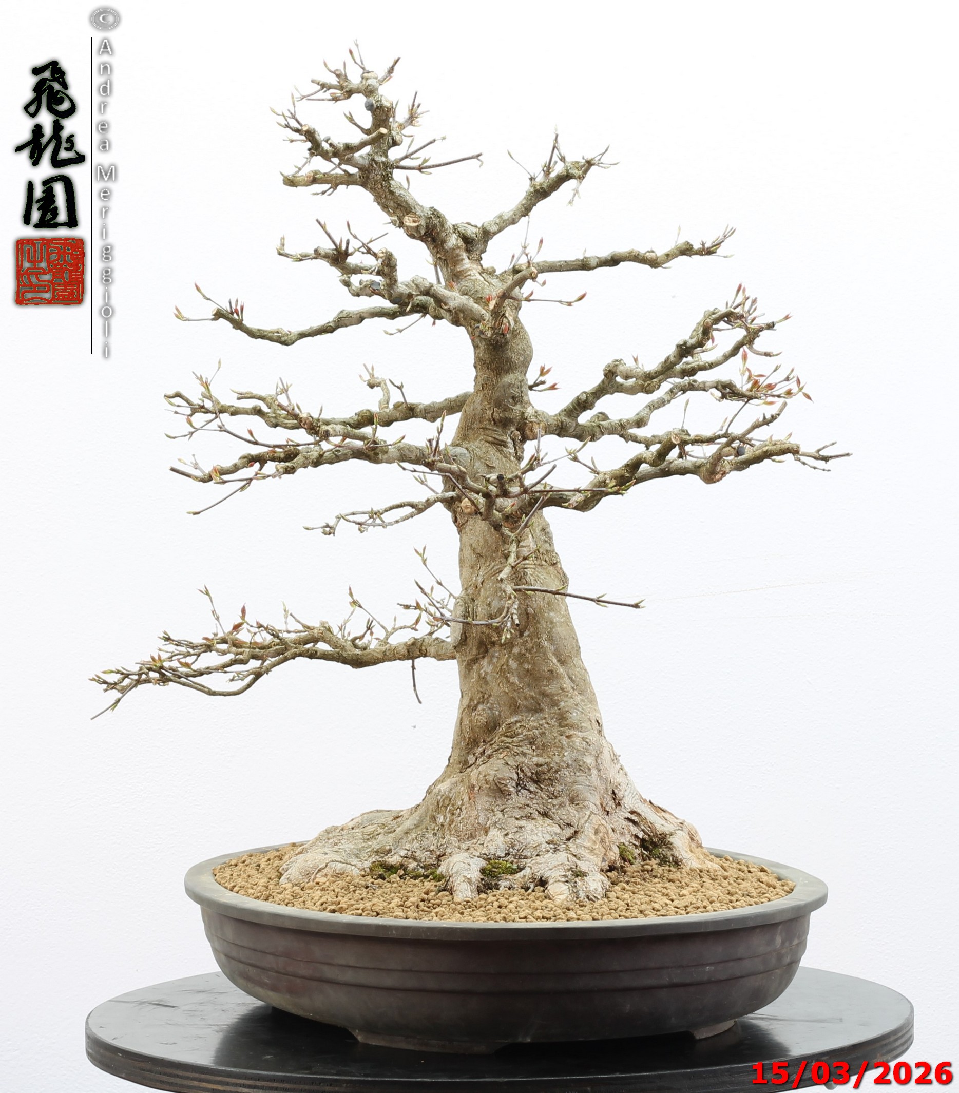 Acer buergerianum - immagine 5