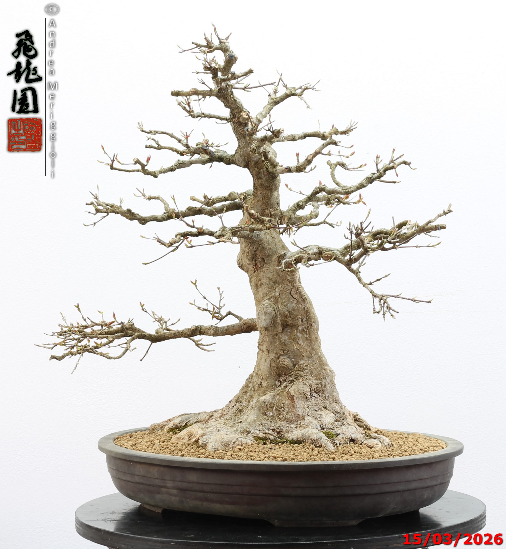 Acer buergerianum - immagine 4