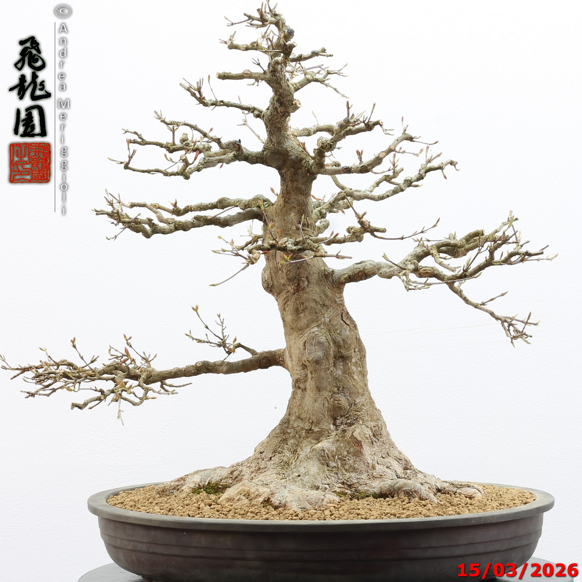 Acer buergerianum - immagine 3