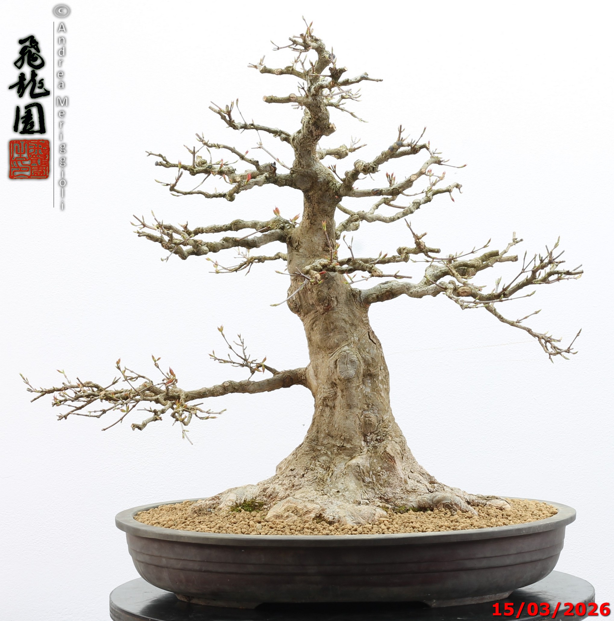 Acer buergerianum - immagine 2