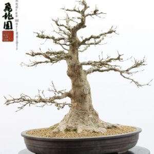 Acer buergerianum