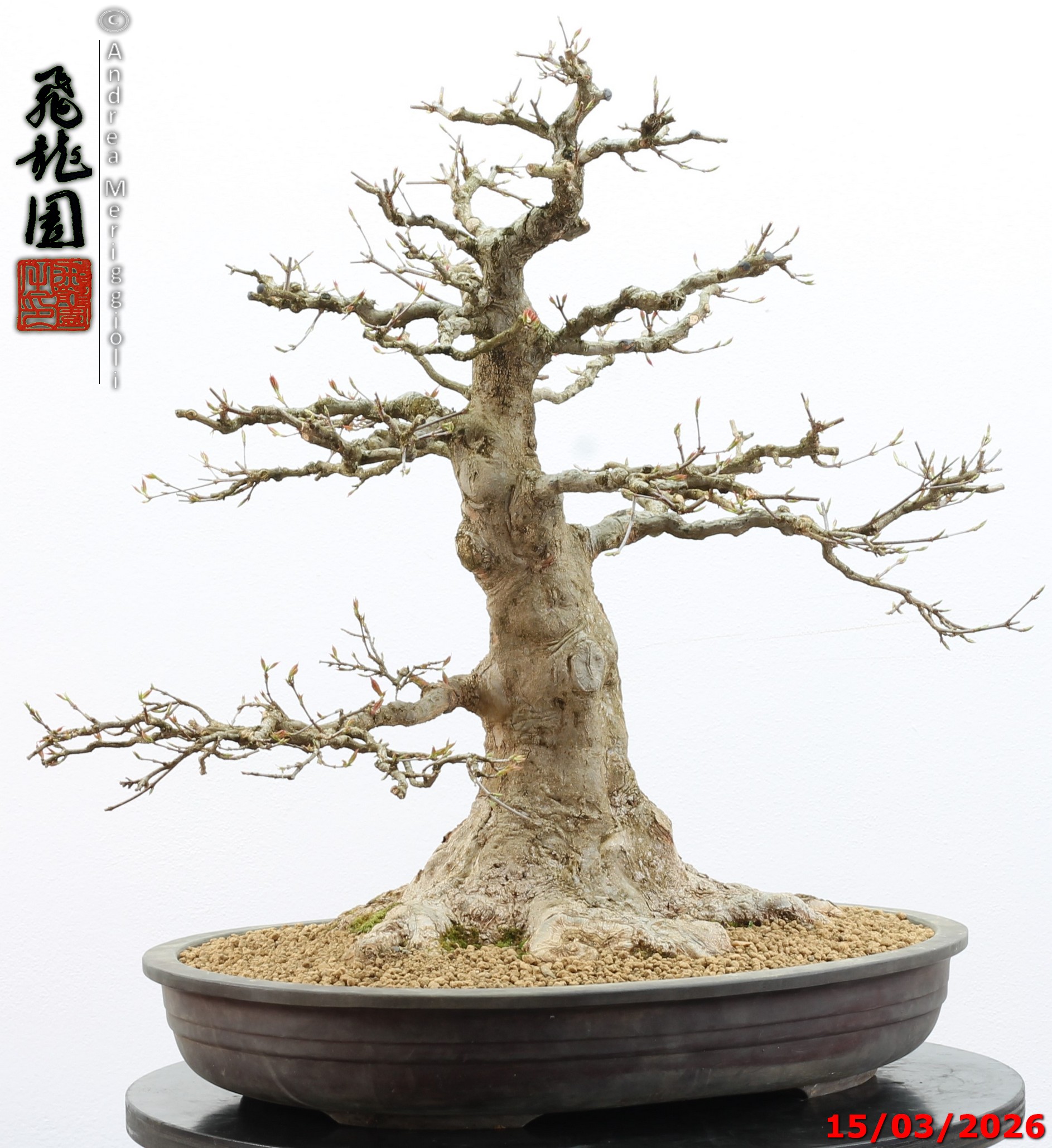 Acer buergerianum
