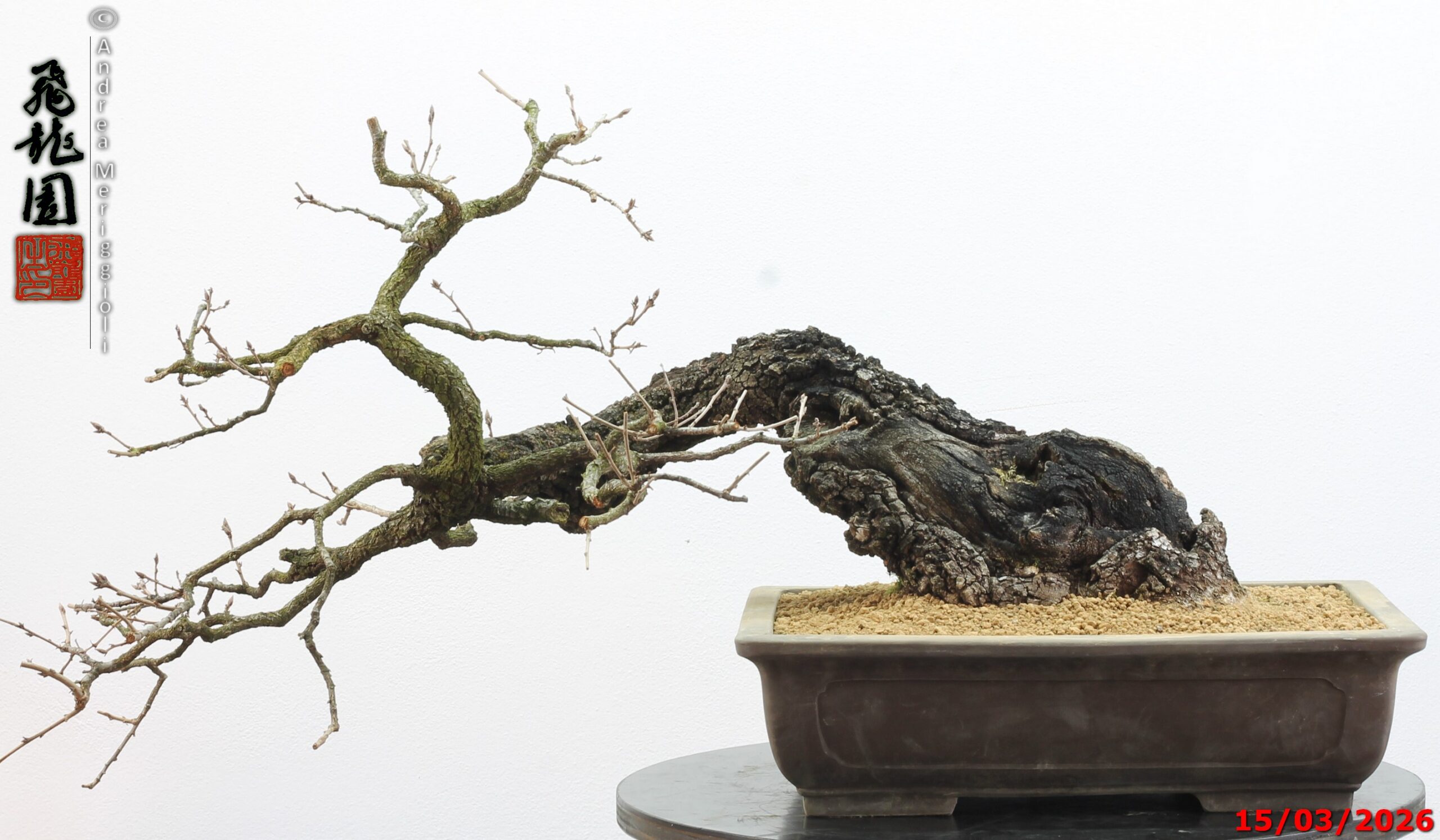 Quercus pubescens - immagine 17