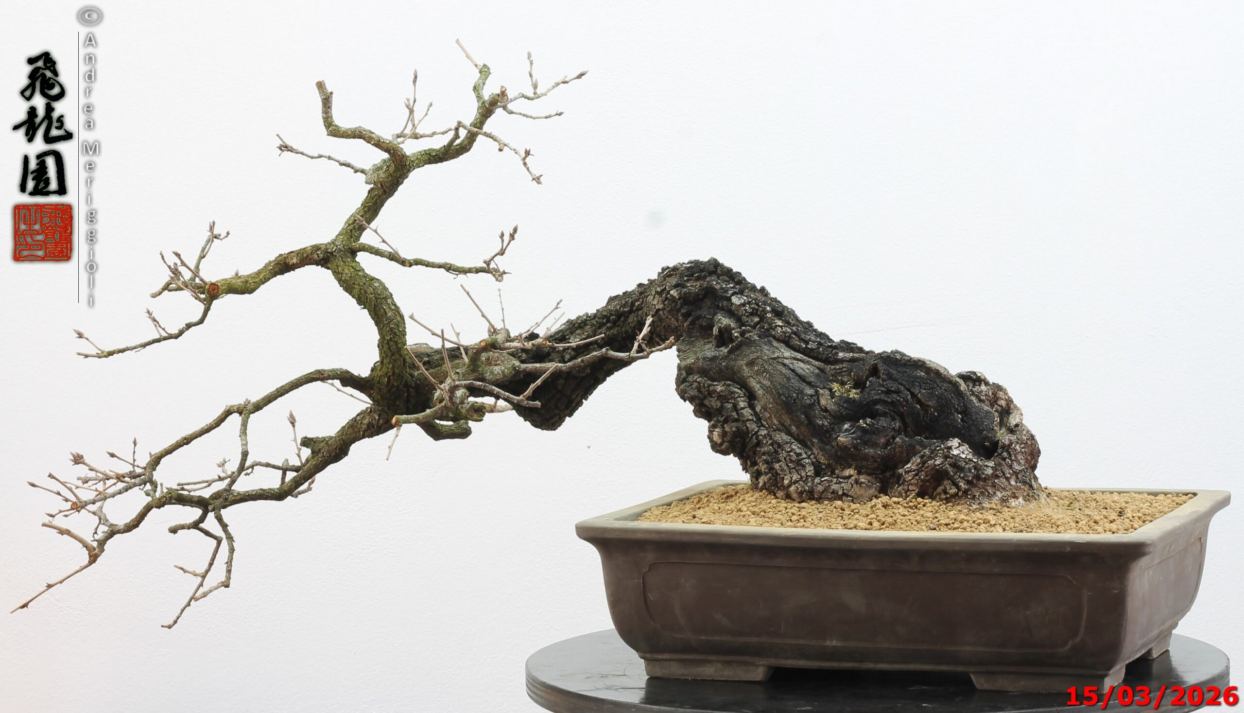 Quercus pubescens - immagine 16