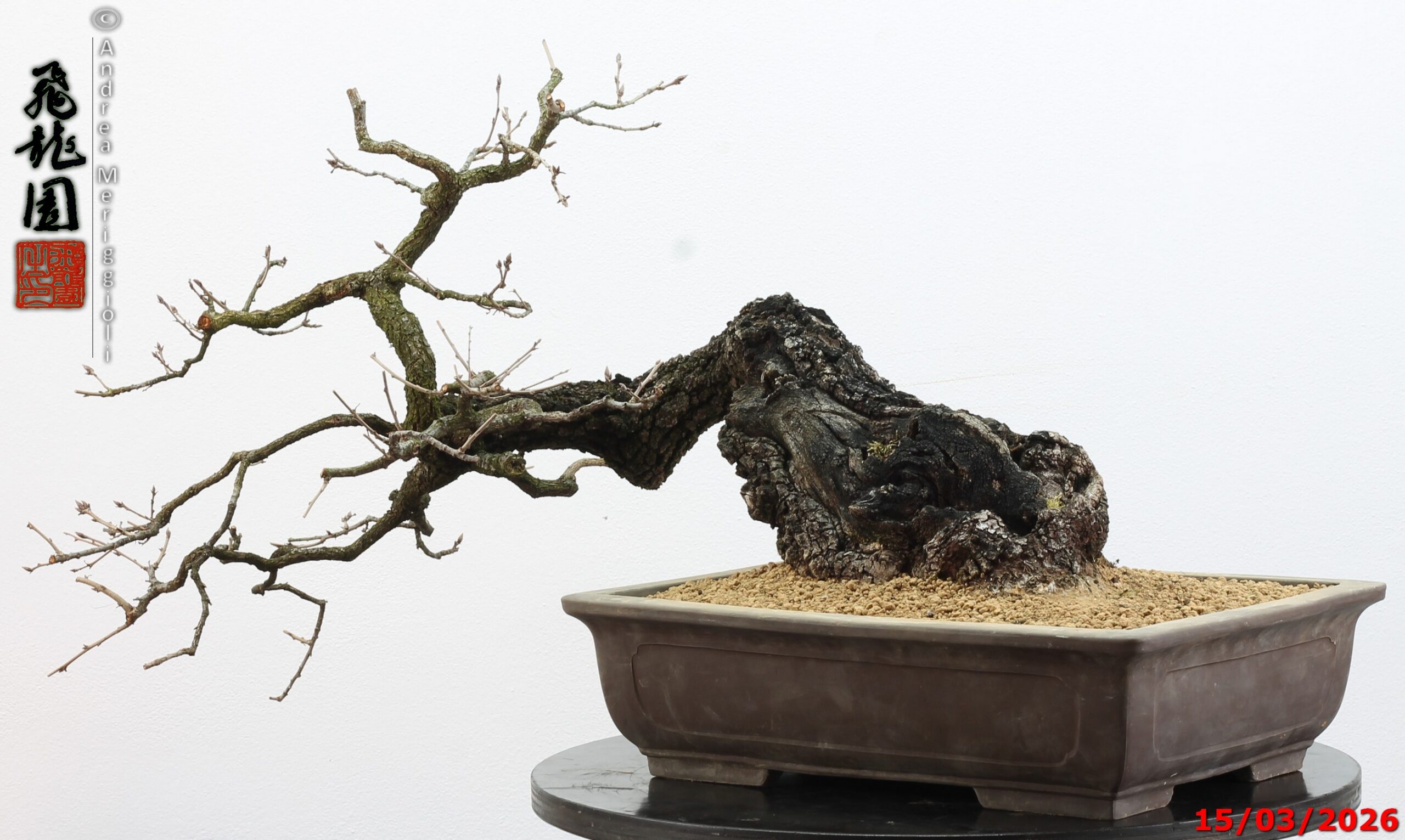 Quercus pubescens - immagine 15
