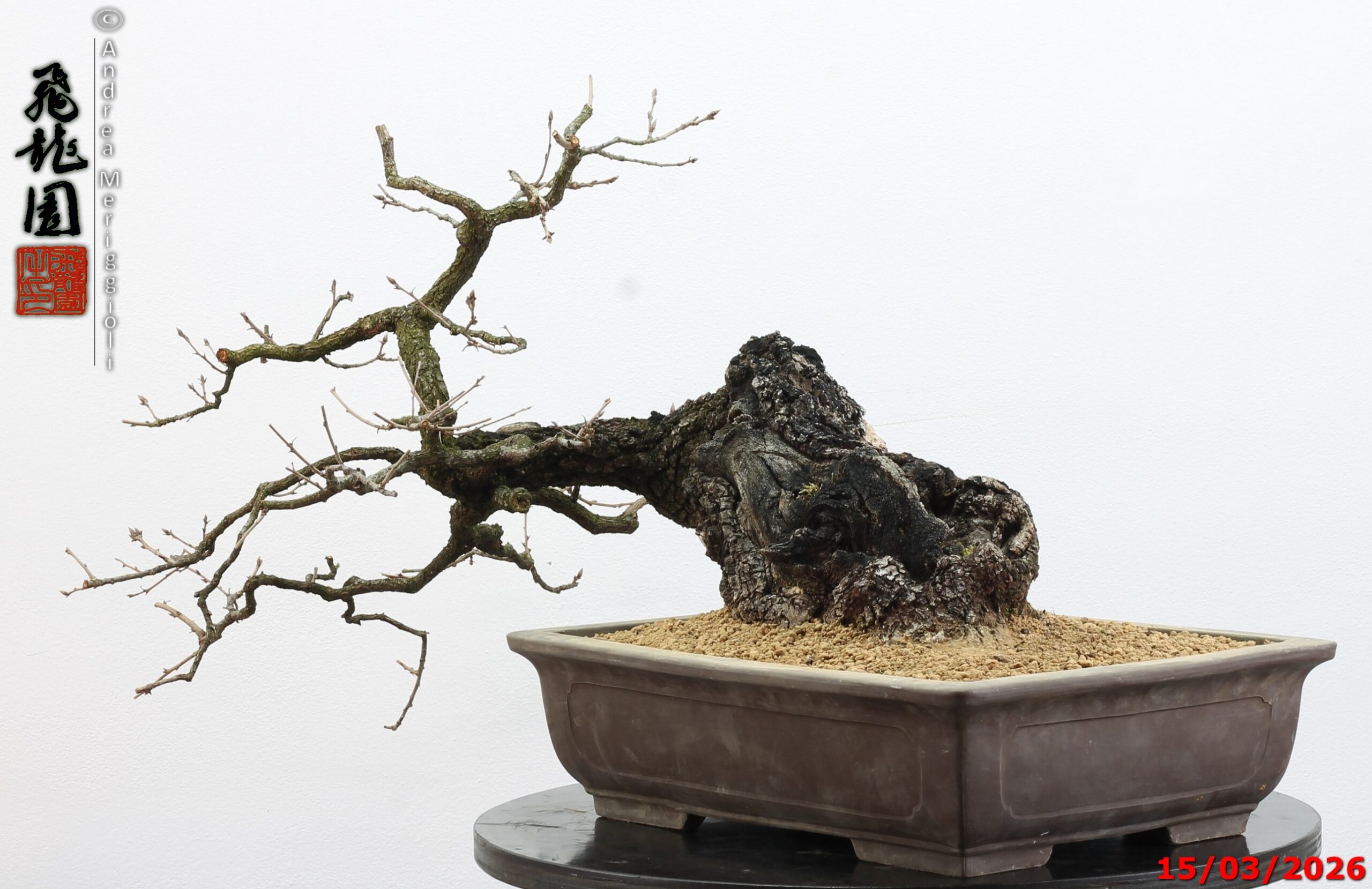 Quercus pubescens - immagine 14