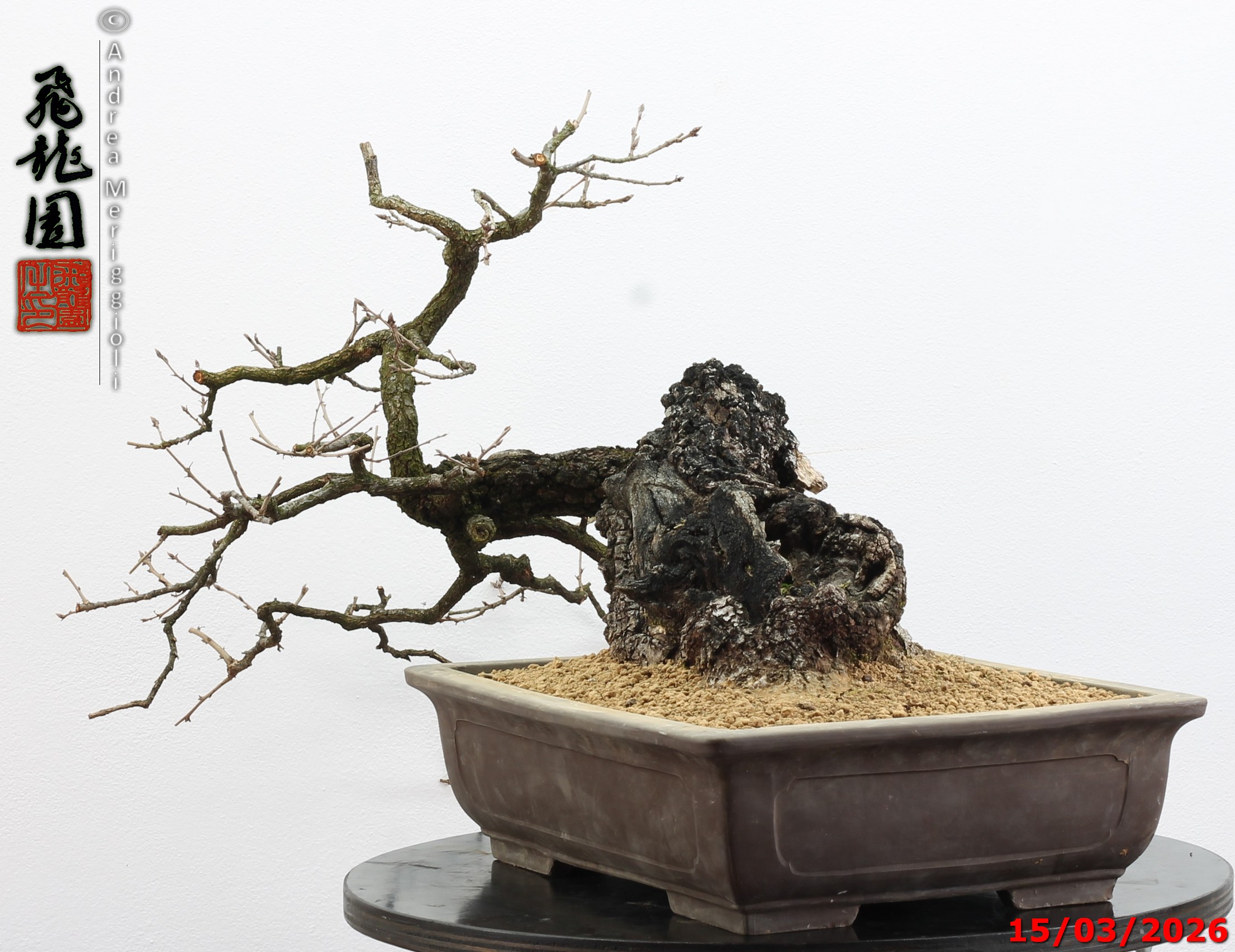 Quercus pubescens - immagine 13