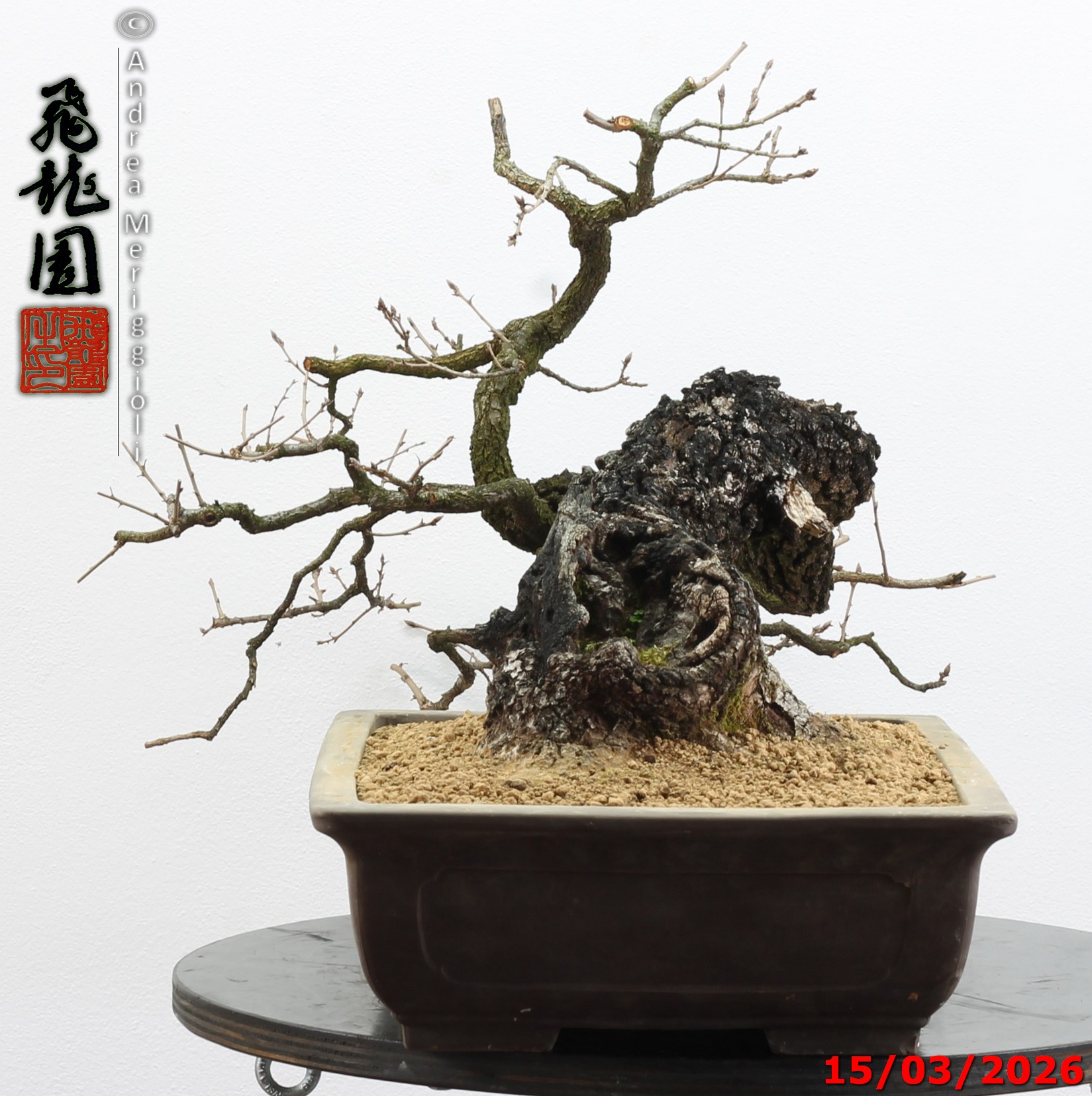 Quercus pubescens - immagine 12