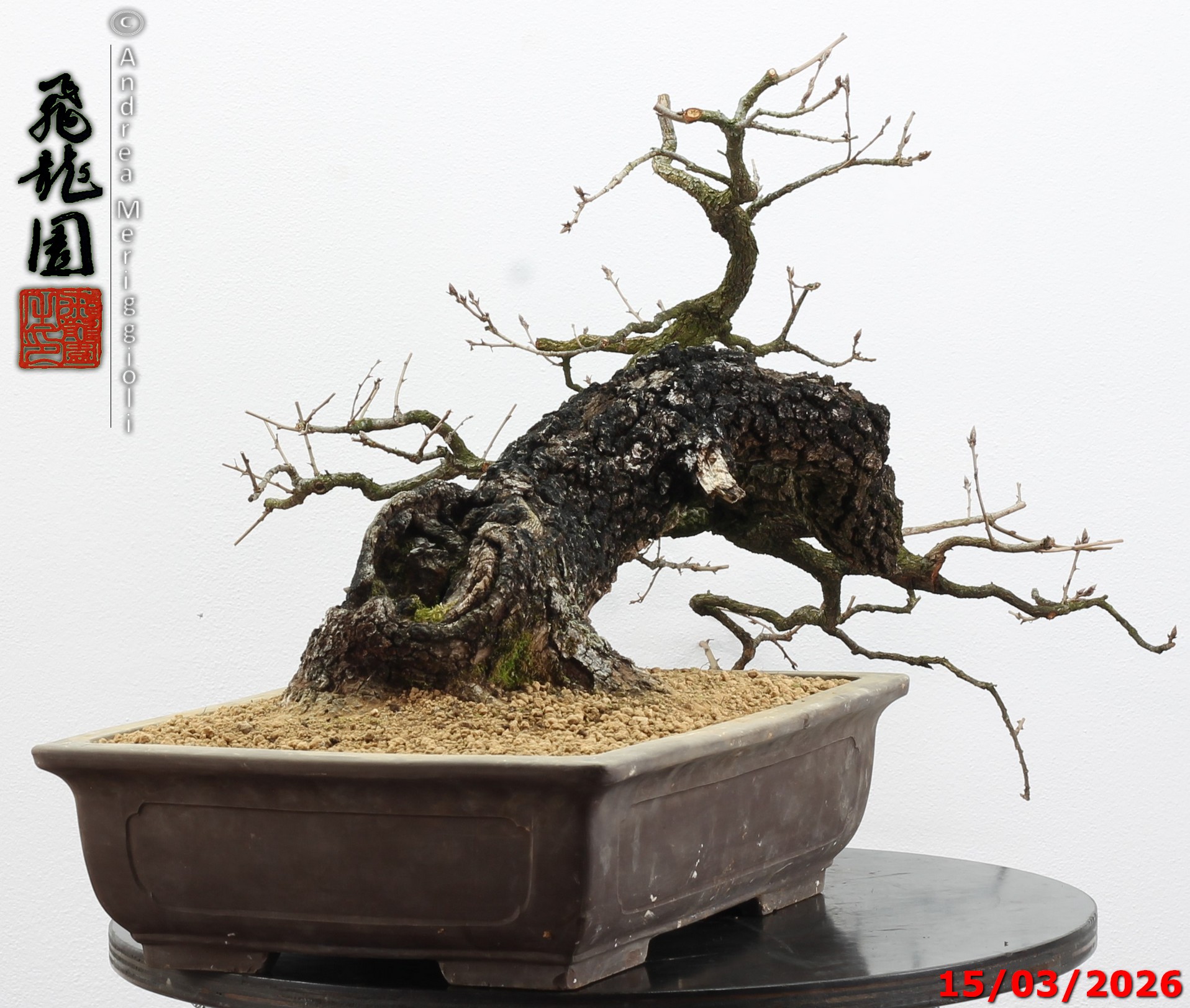 Quercus pubescens - immagine 11