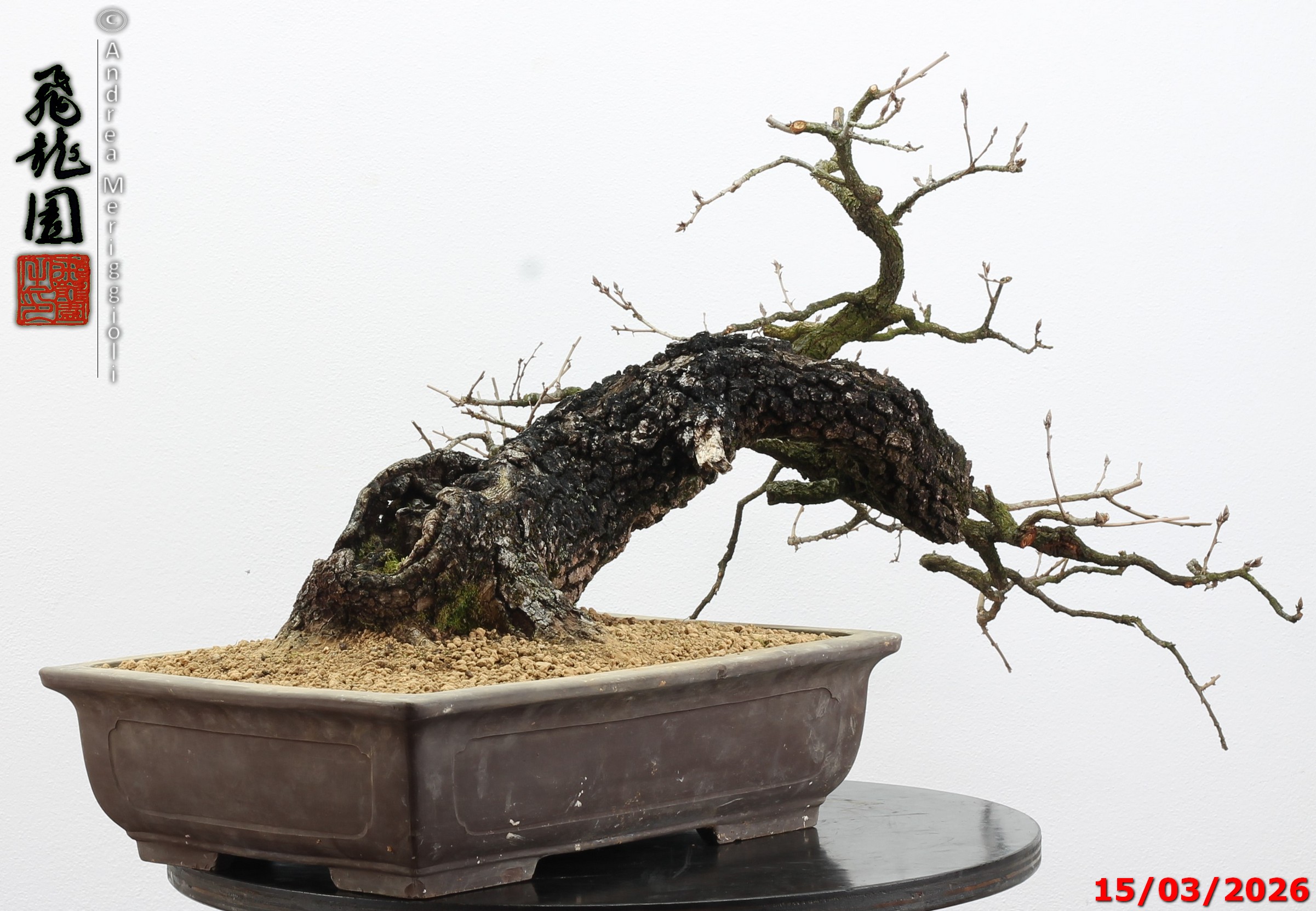 Quercus pubescens - immagine 10