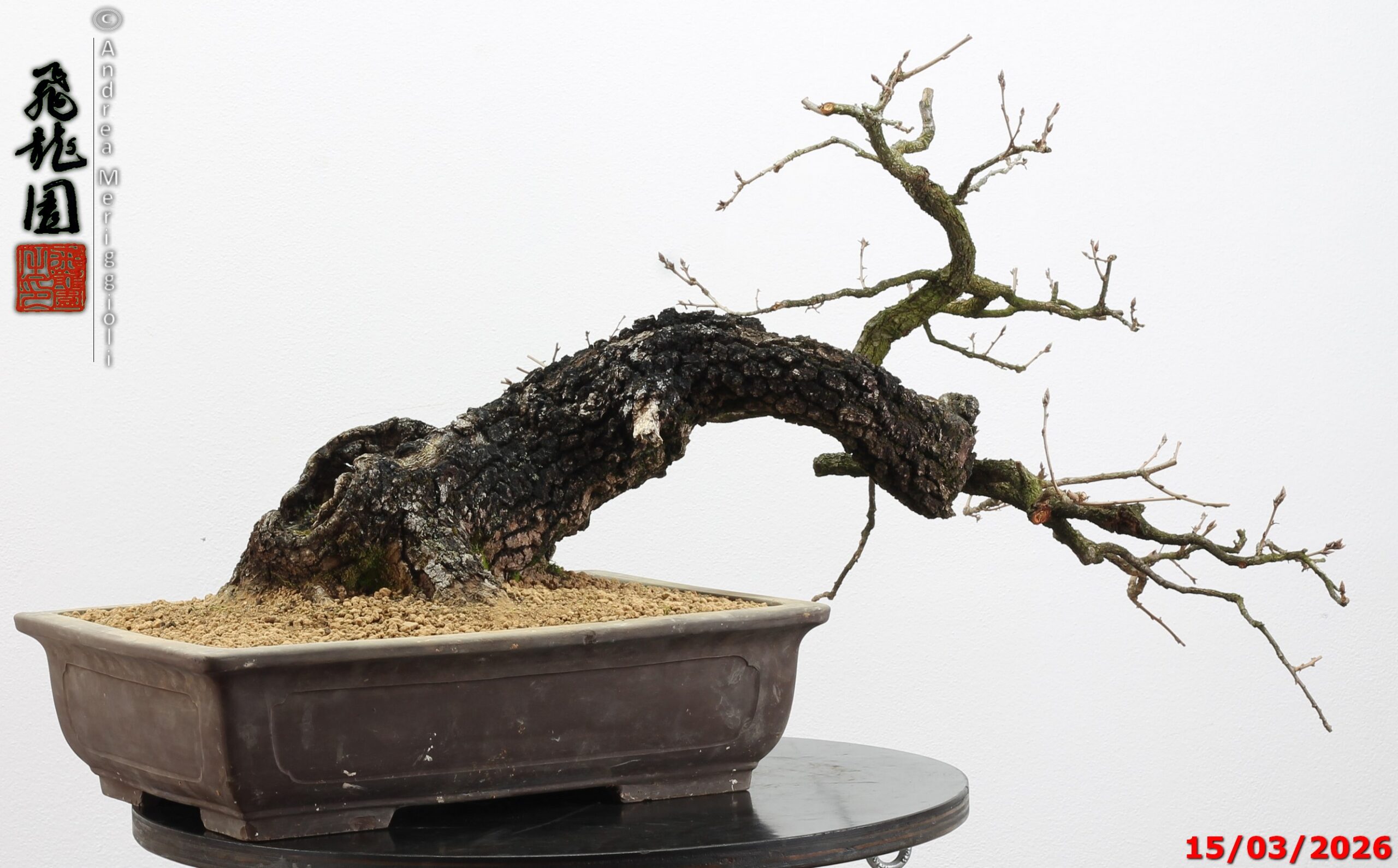 Quercus pubescens - immagine 9