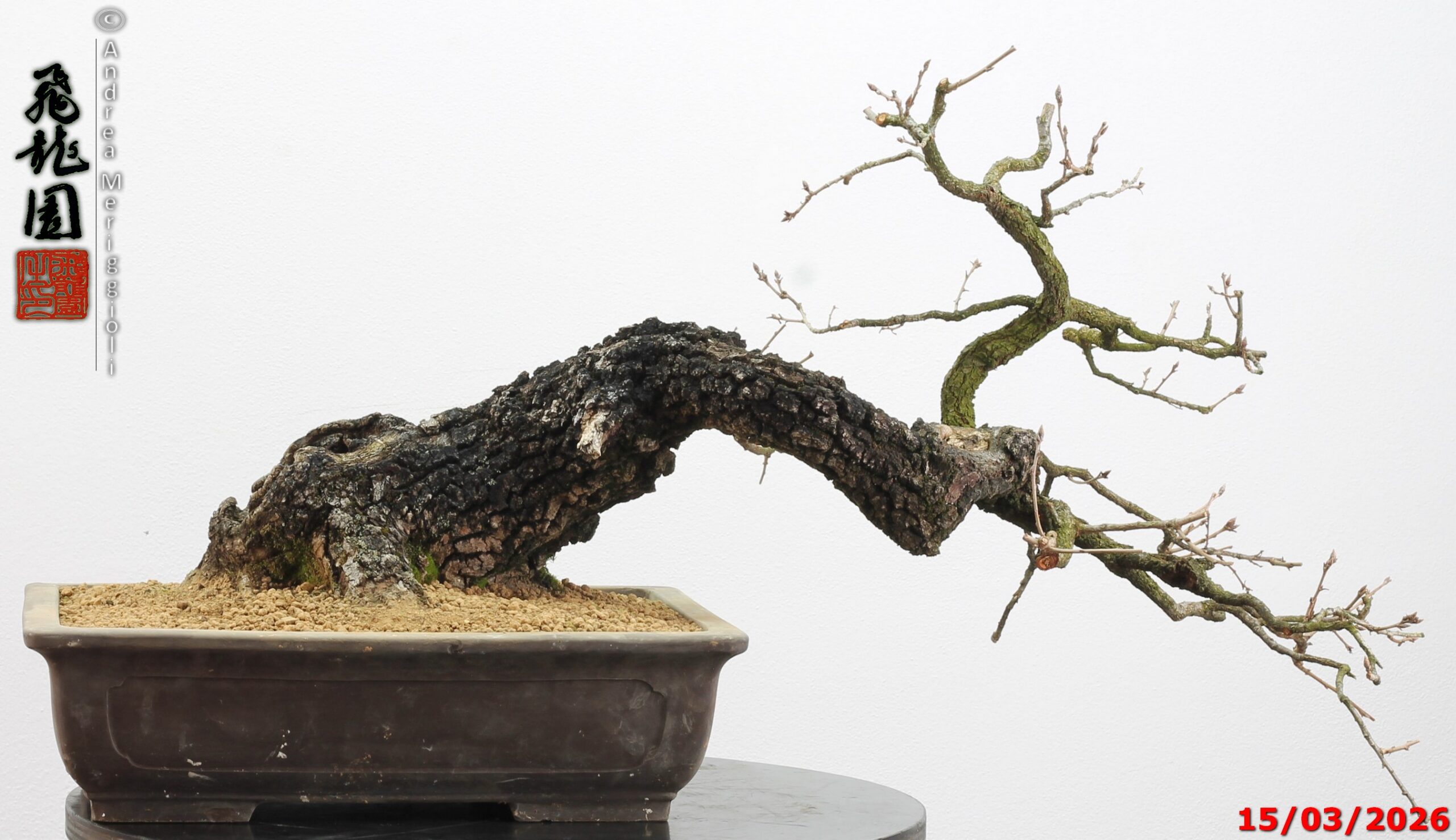 Quercus pubescens - immagine 8