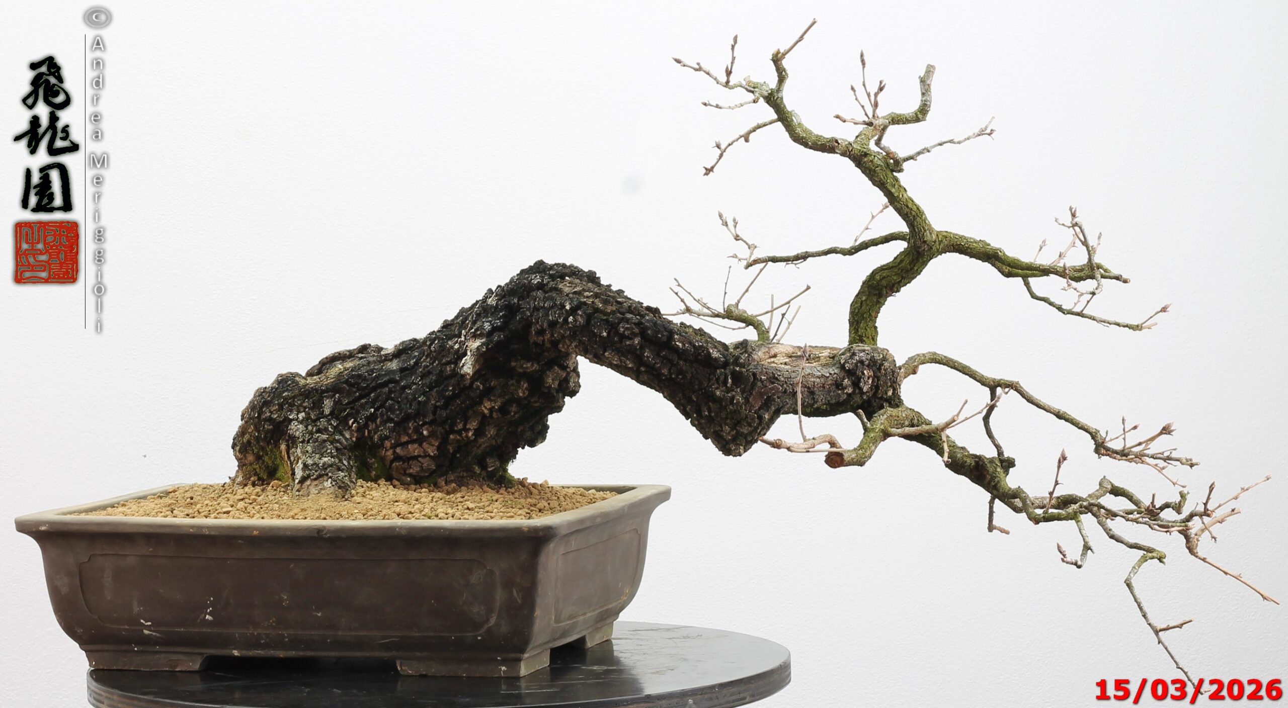 Quercus pubescens - immagine 7