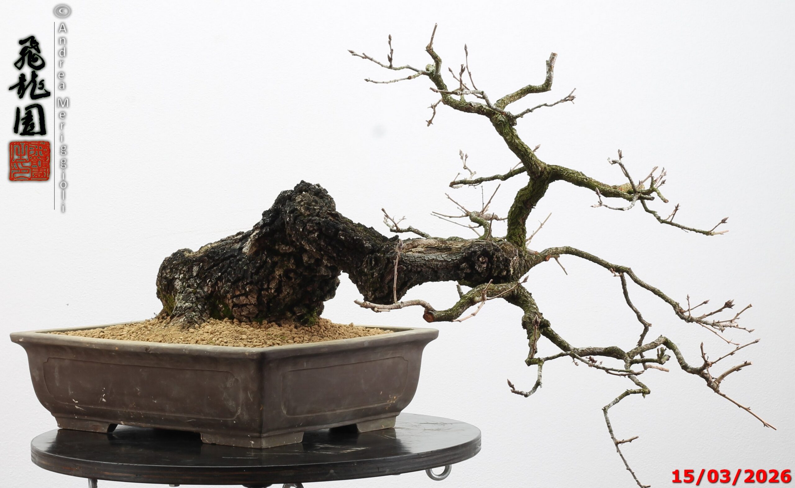 Quercus pubescens - immagine 6