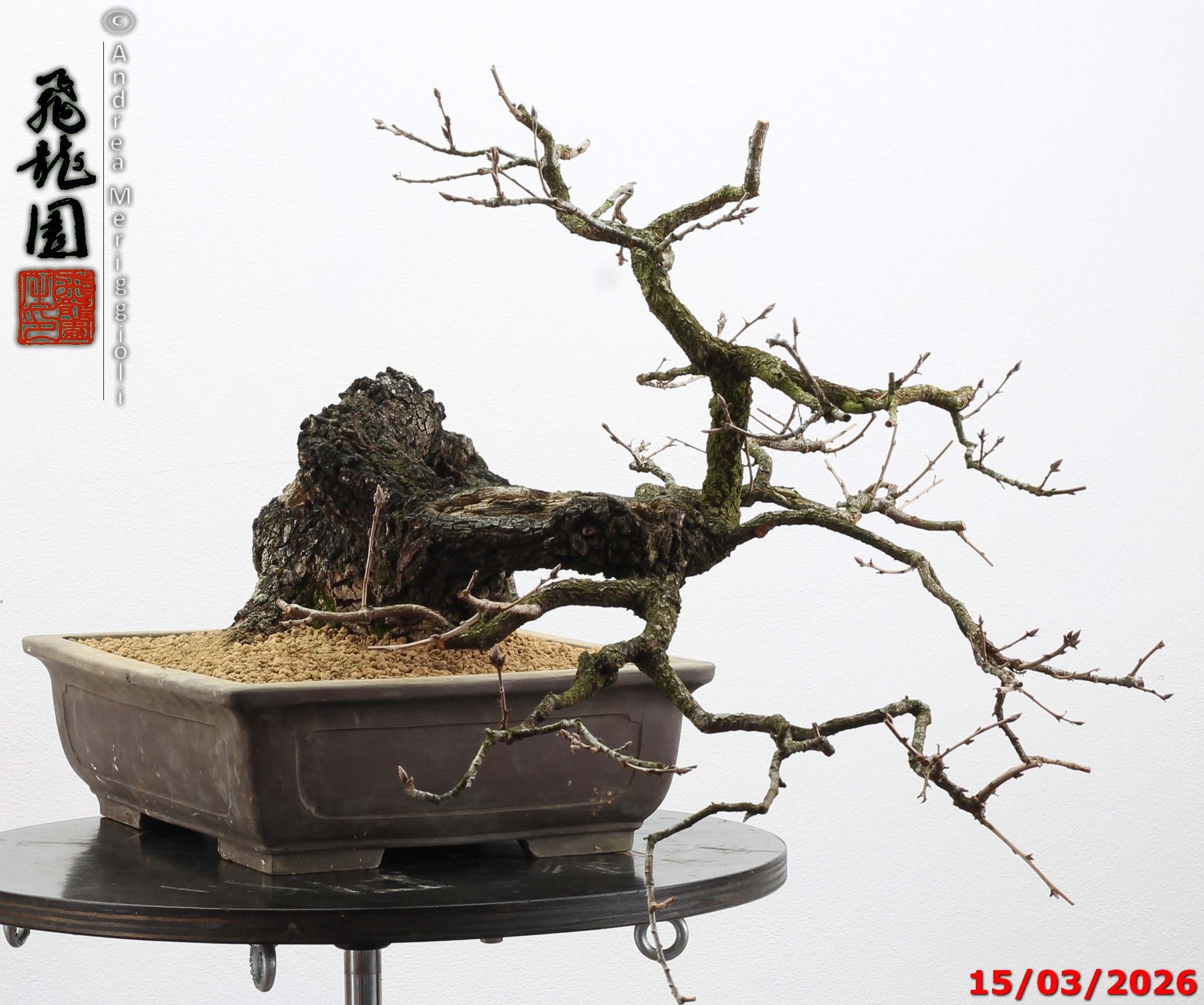 Quercus pubescens - immagine 5
