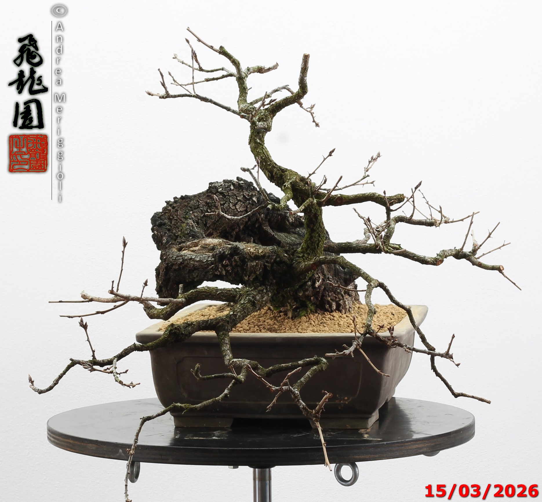 Quercus pubescens - immagine 4