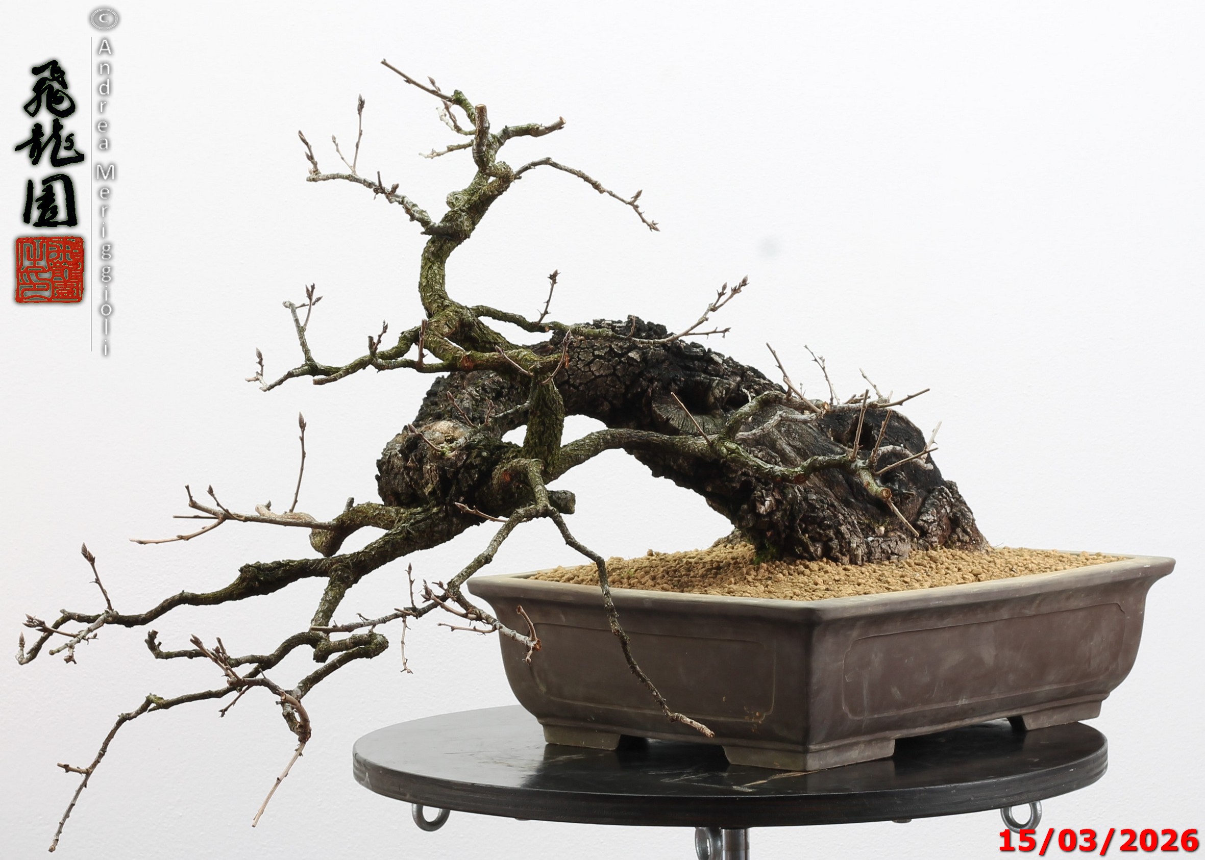 Quercus pubescens - immagine 3