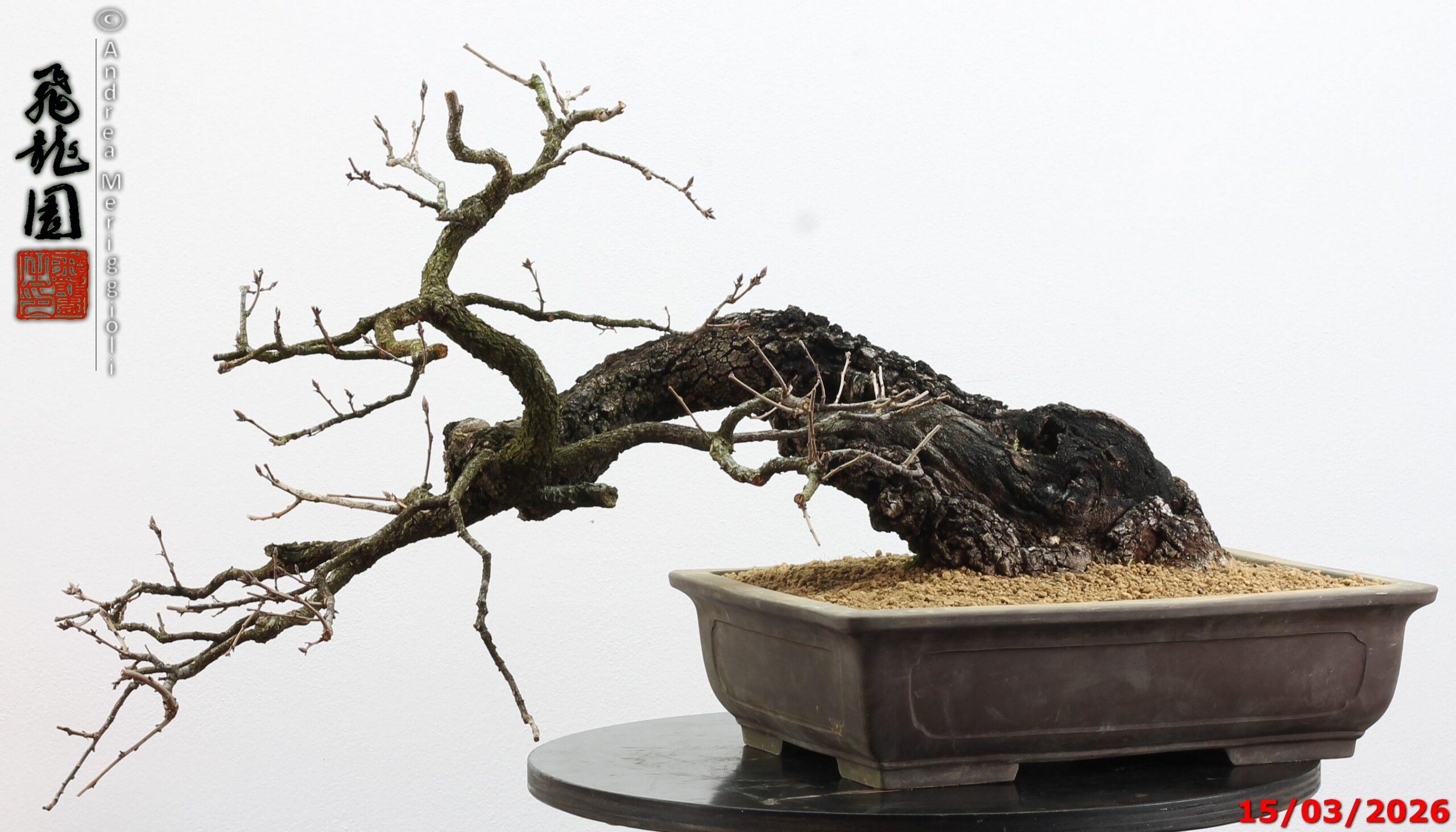 Quercus pubescens - immagine 2