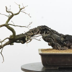 Quercus pubescens