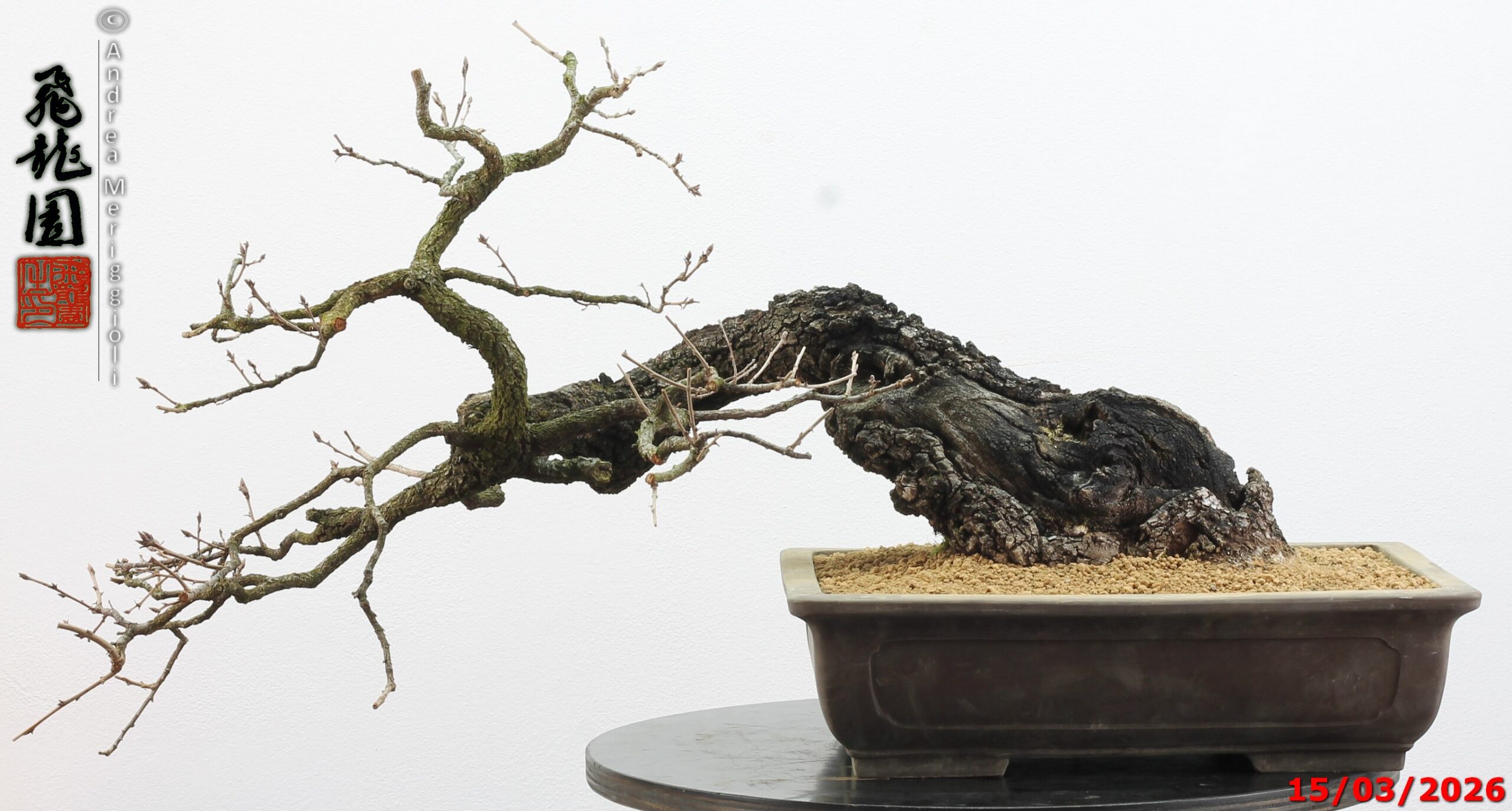 Quercus pubescens