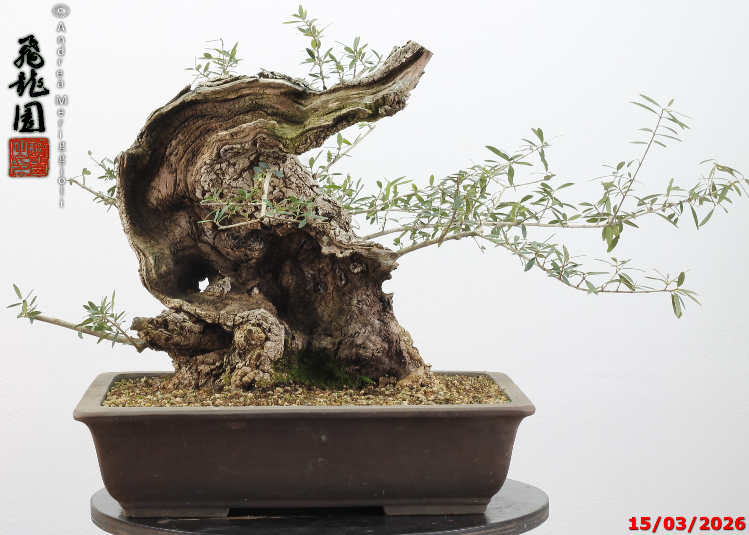 Olea oleaster - immagine 17