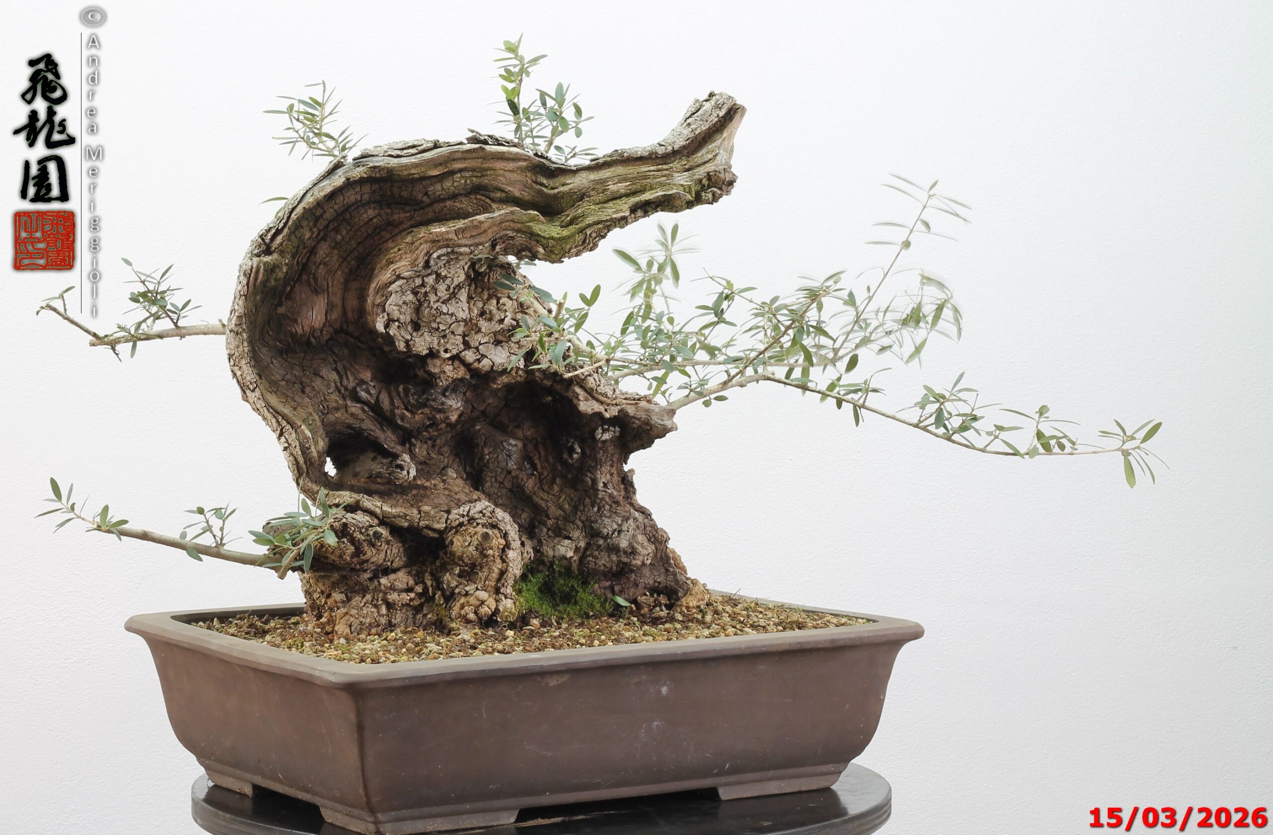 Olea oleaster - immagine 16
