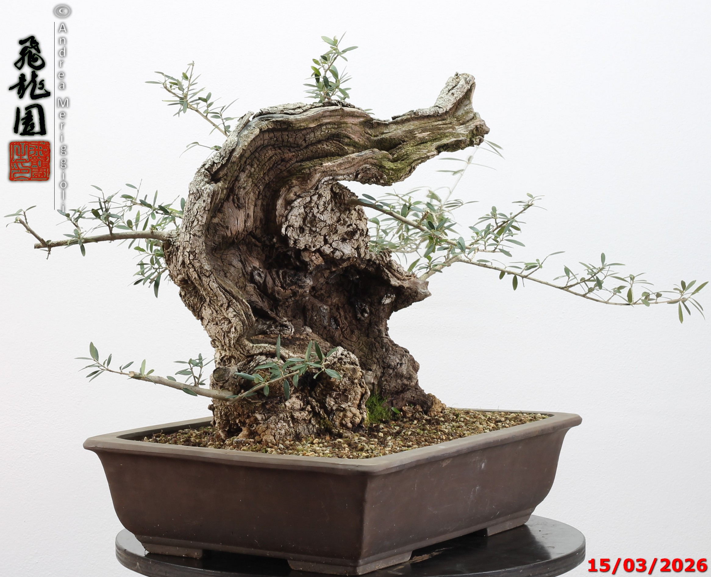 Olea oleaster - immagine 15