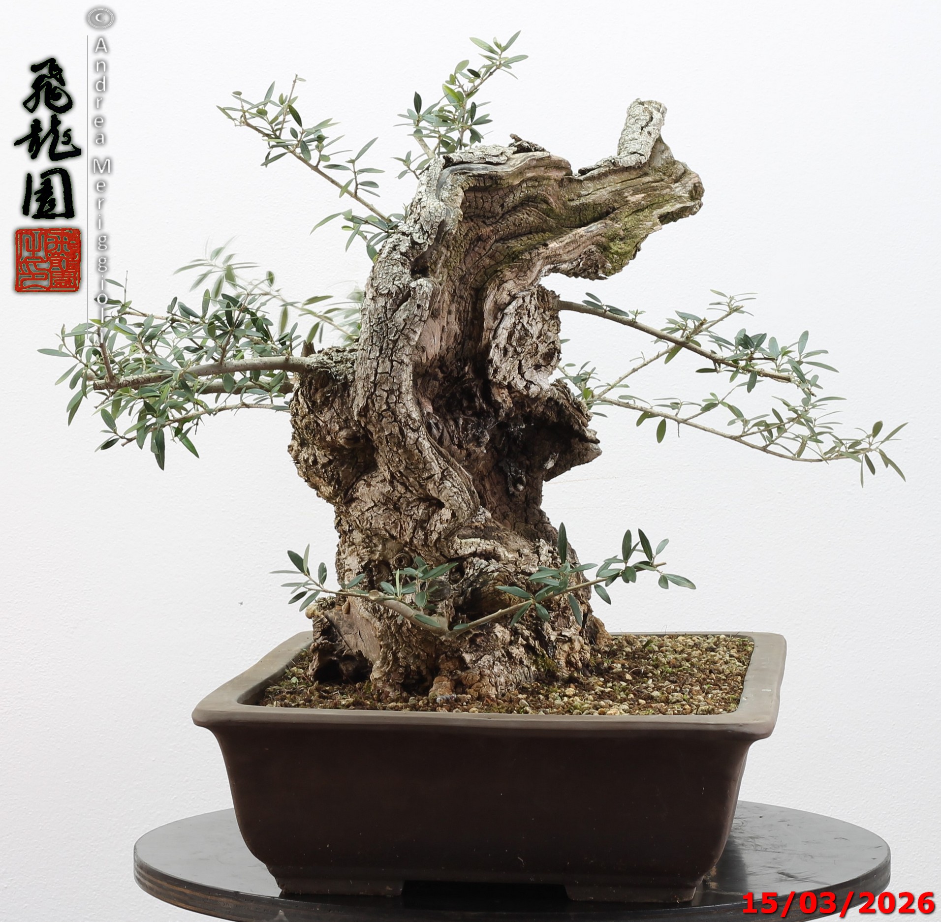 Olea oleaster - immagine 14