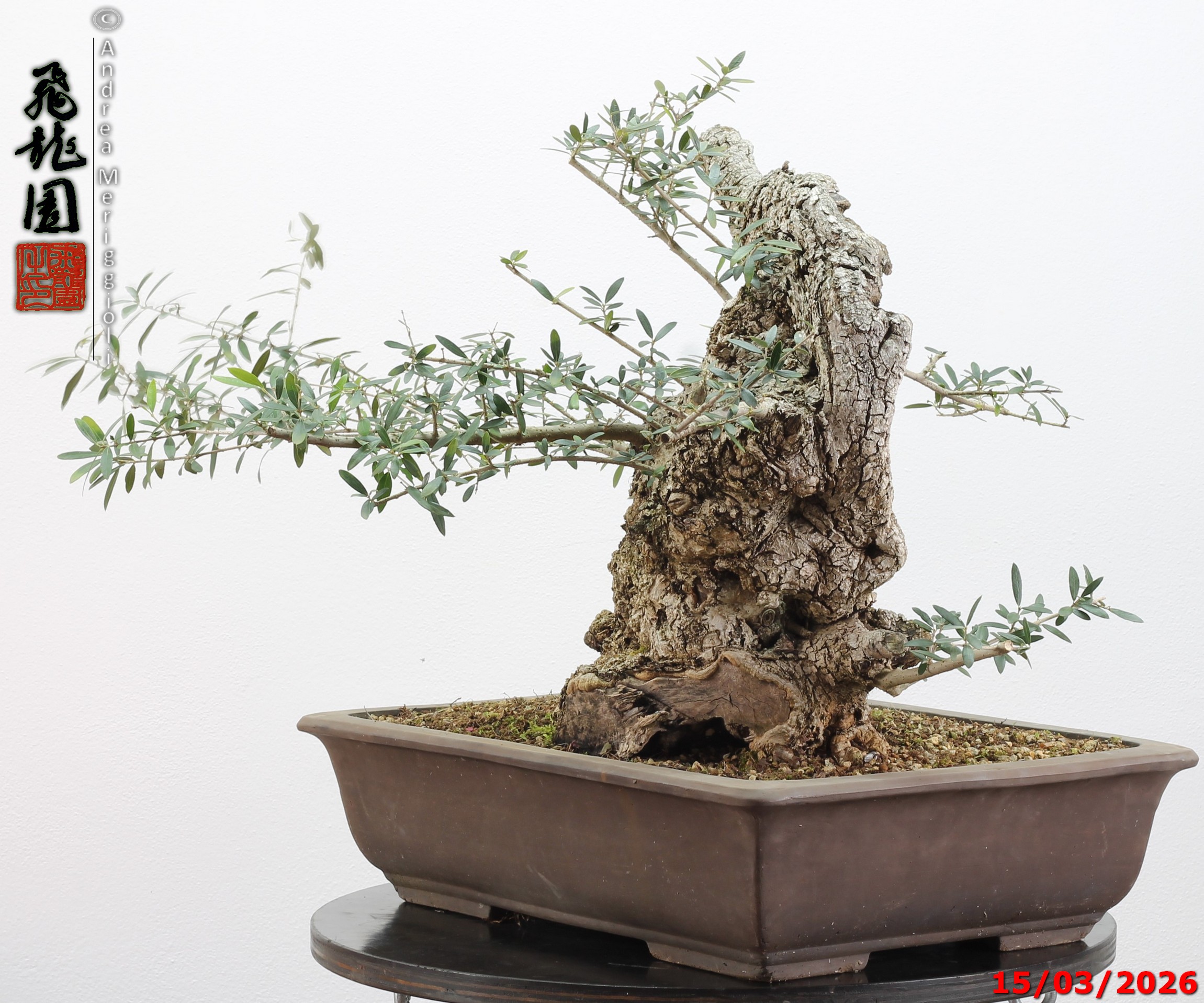 Olea oleaster - immagine 13