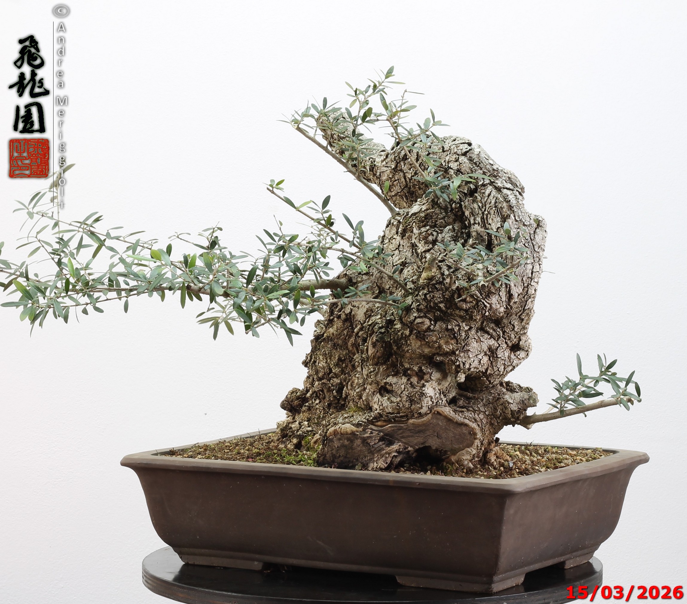 Olea oleaster - immagine 12