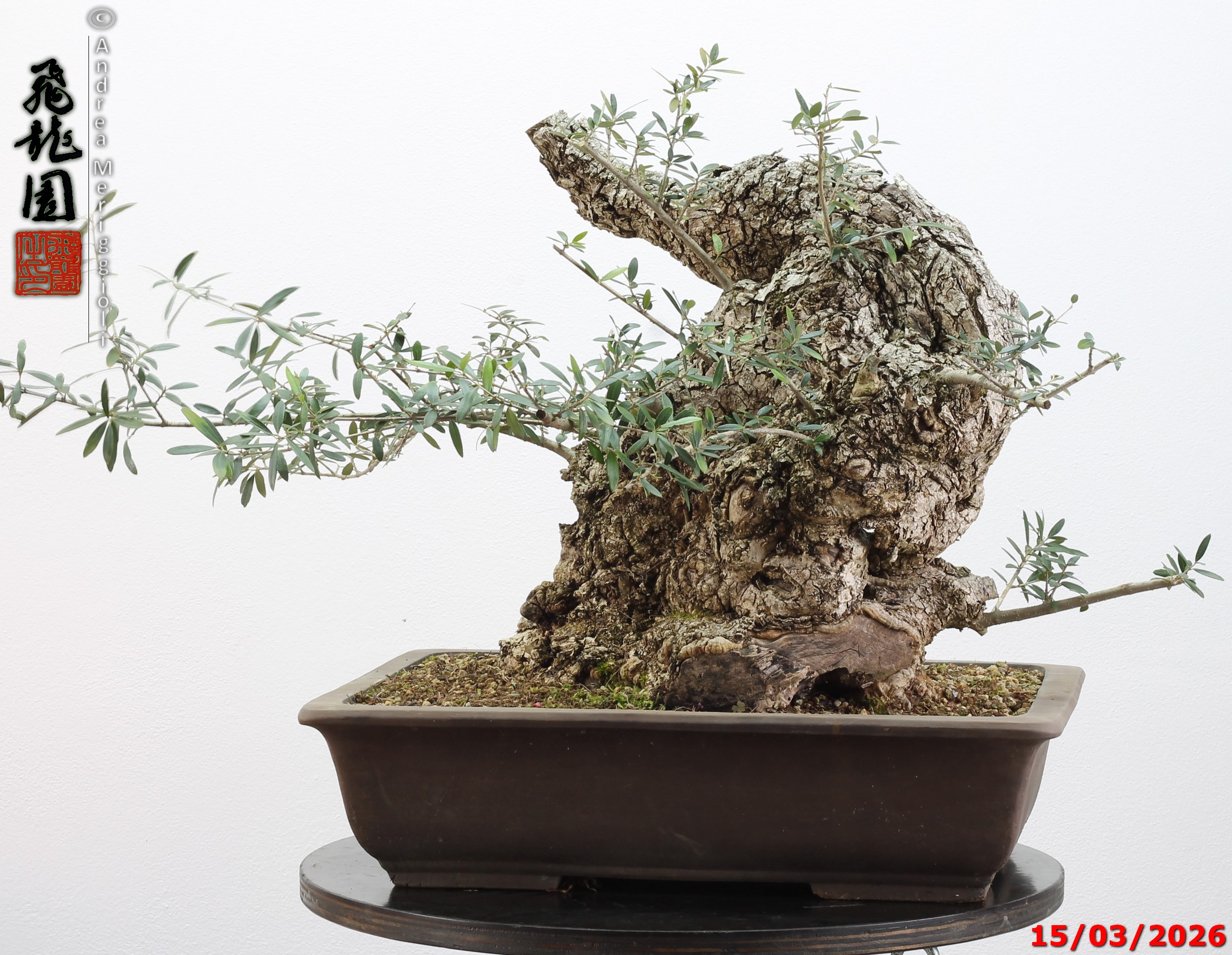 Olea oleaster - immagine 11