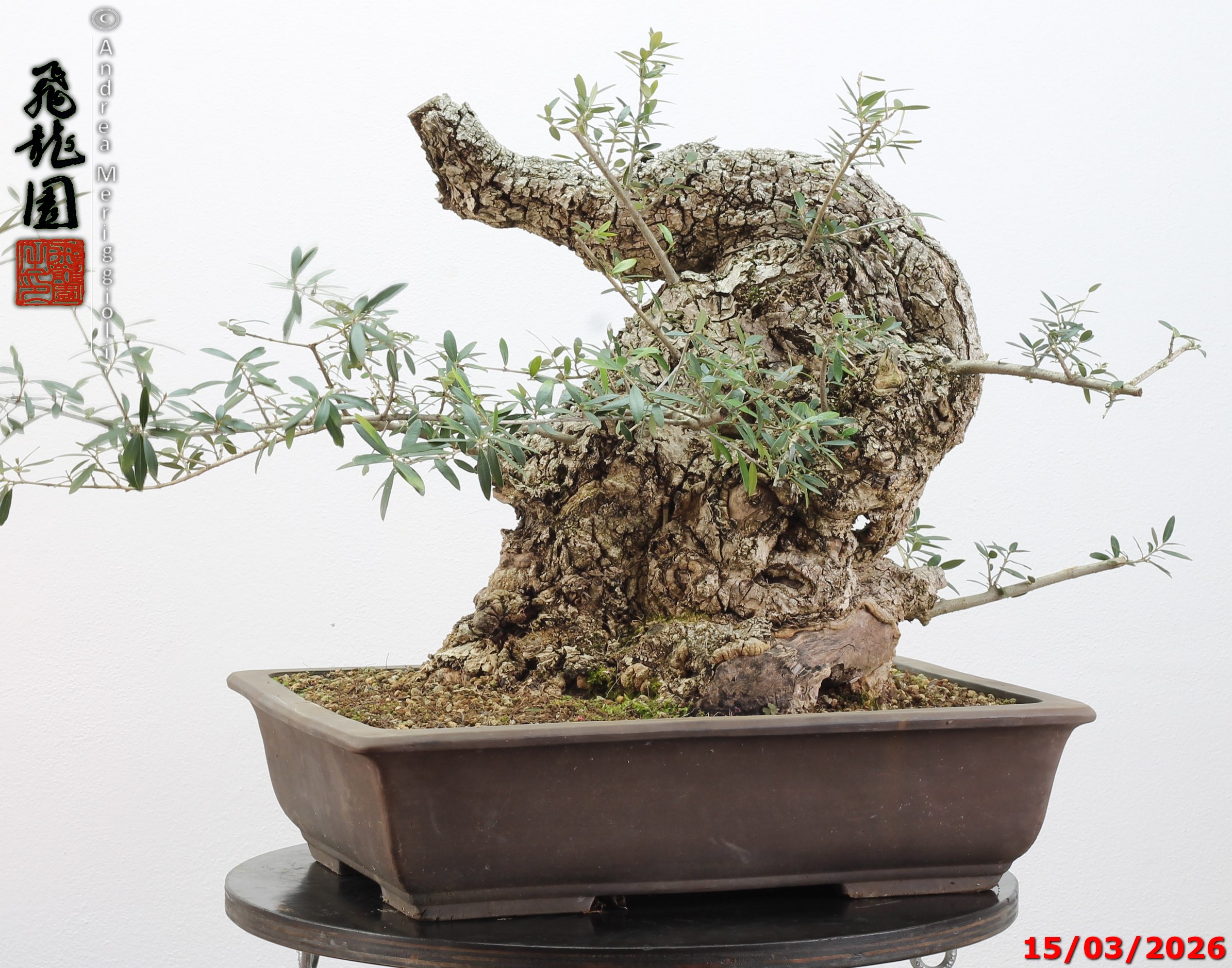 Olea oleaster - immagine 10