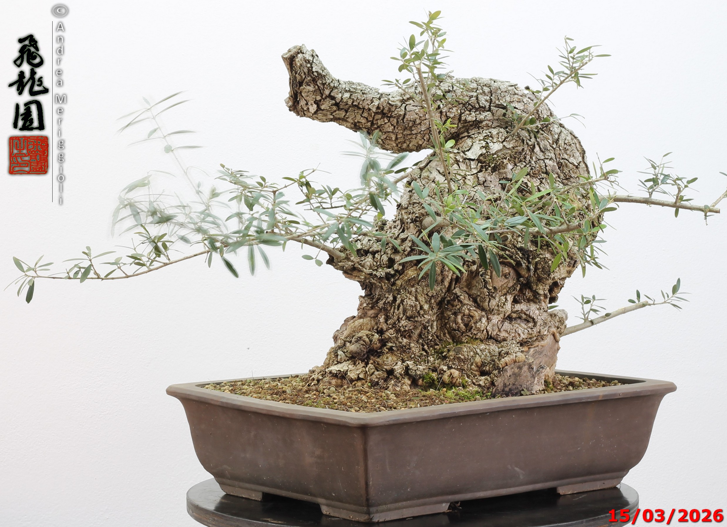 Olea oleaster - immagine 9