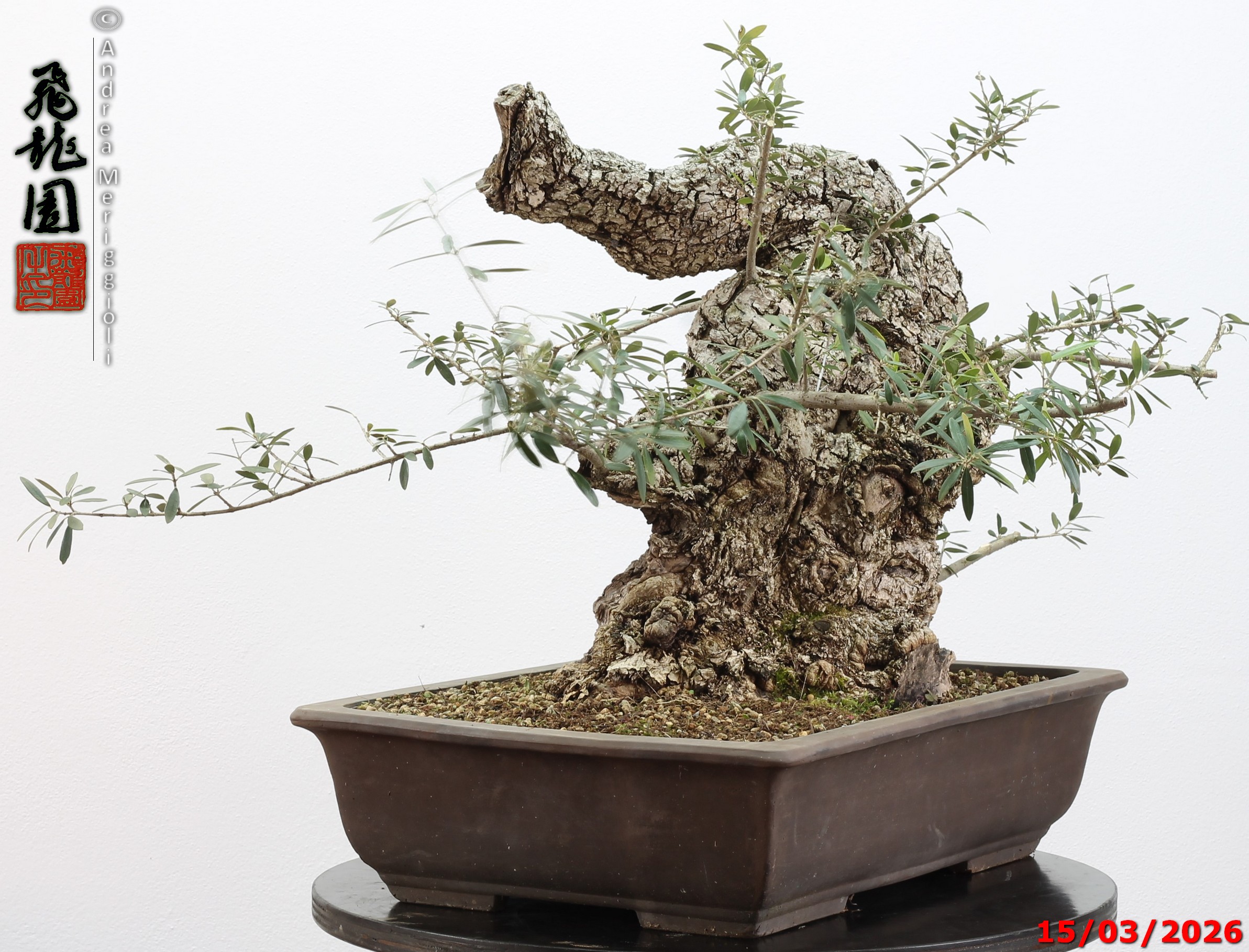 Olea oleaster - immagine 8