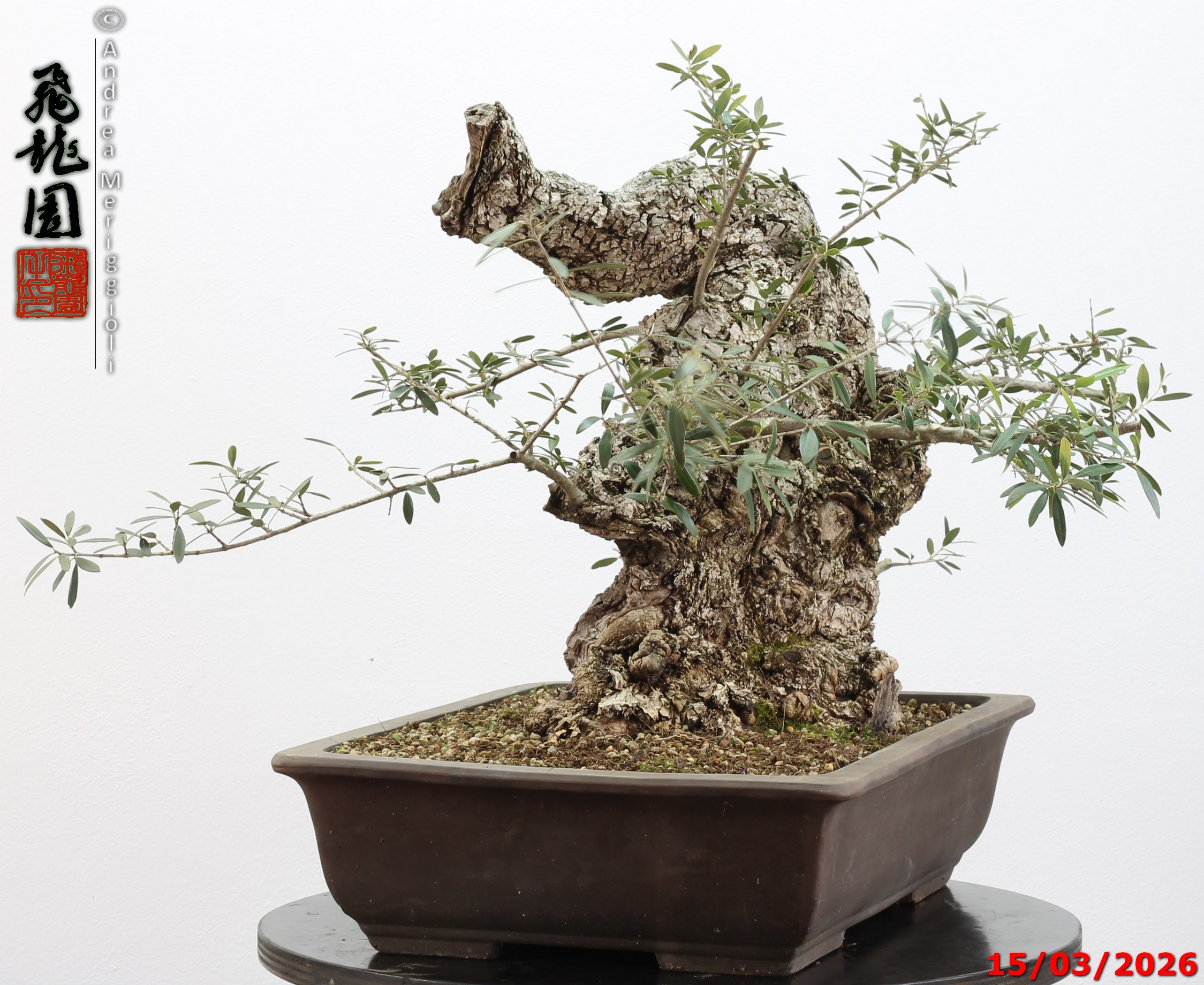 Olea oleaster - immagine 7
