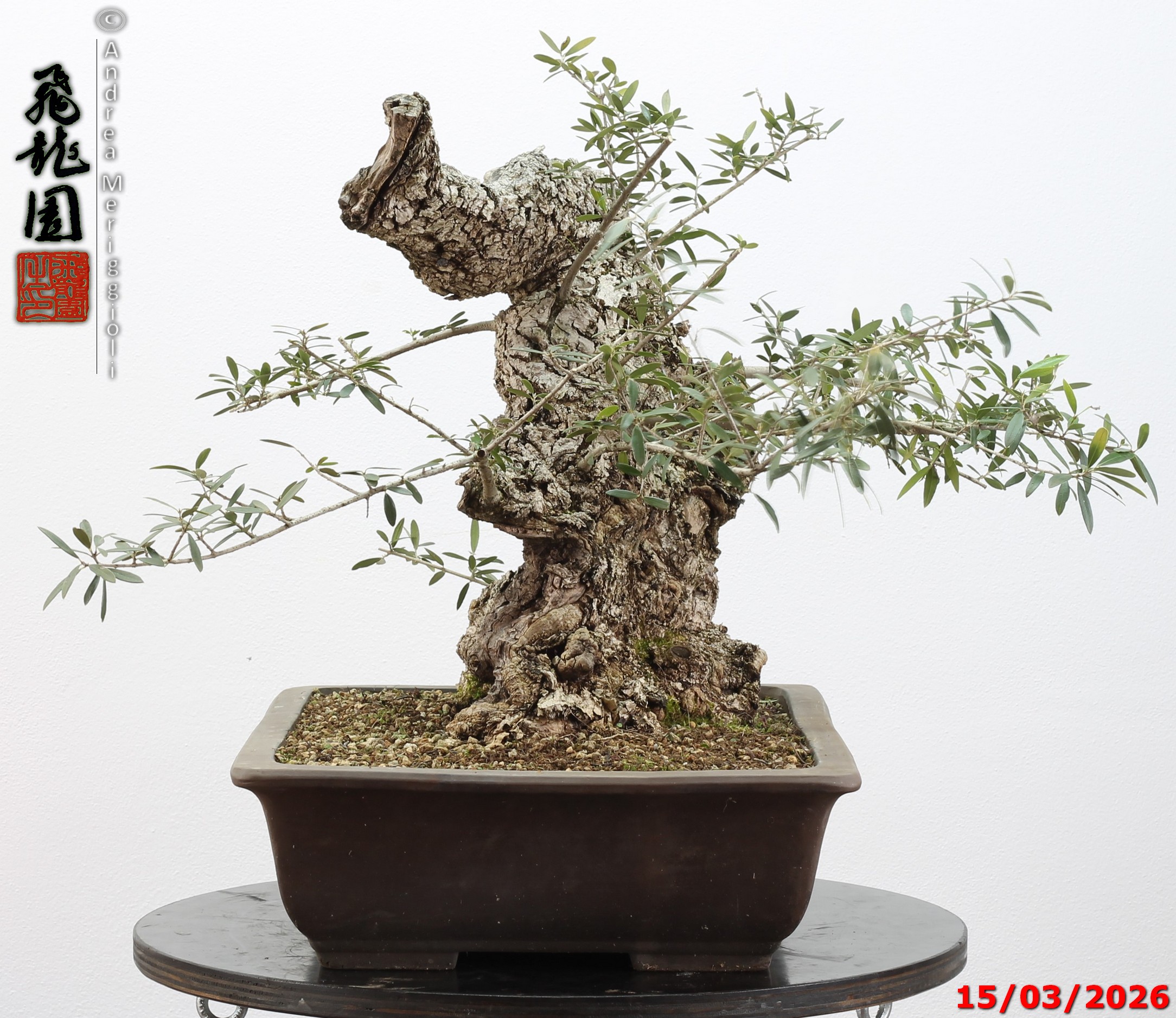 Olea oleaster - immagine 6