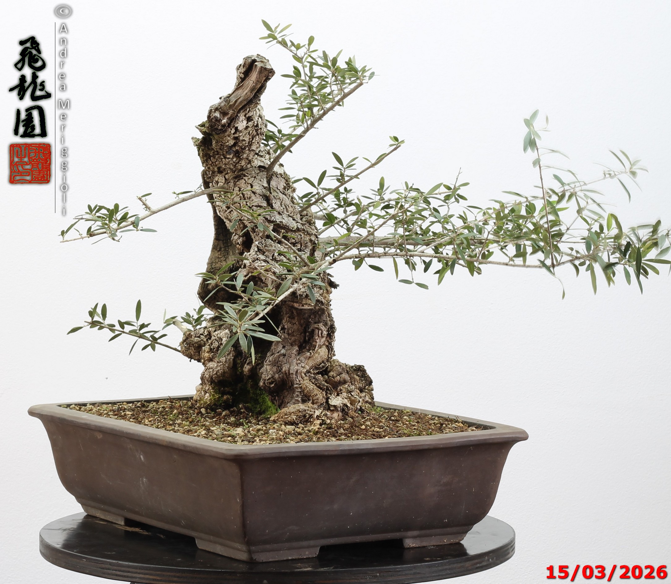 Olea oleaster - immagine 5