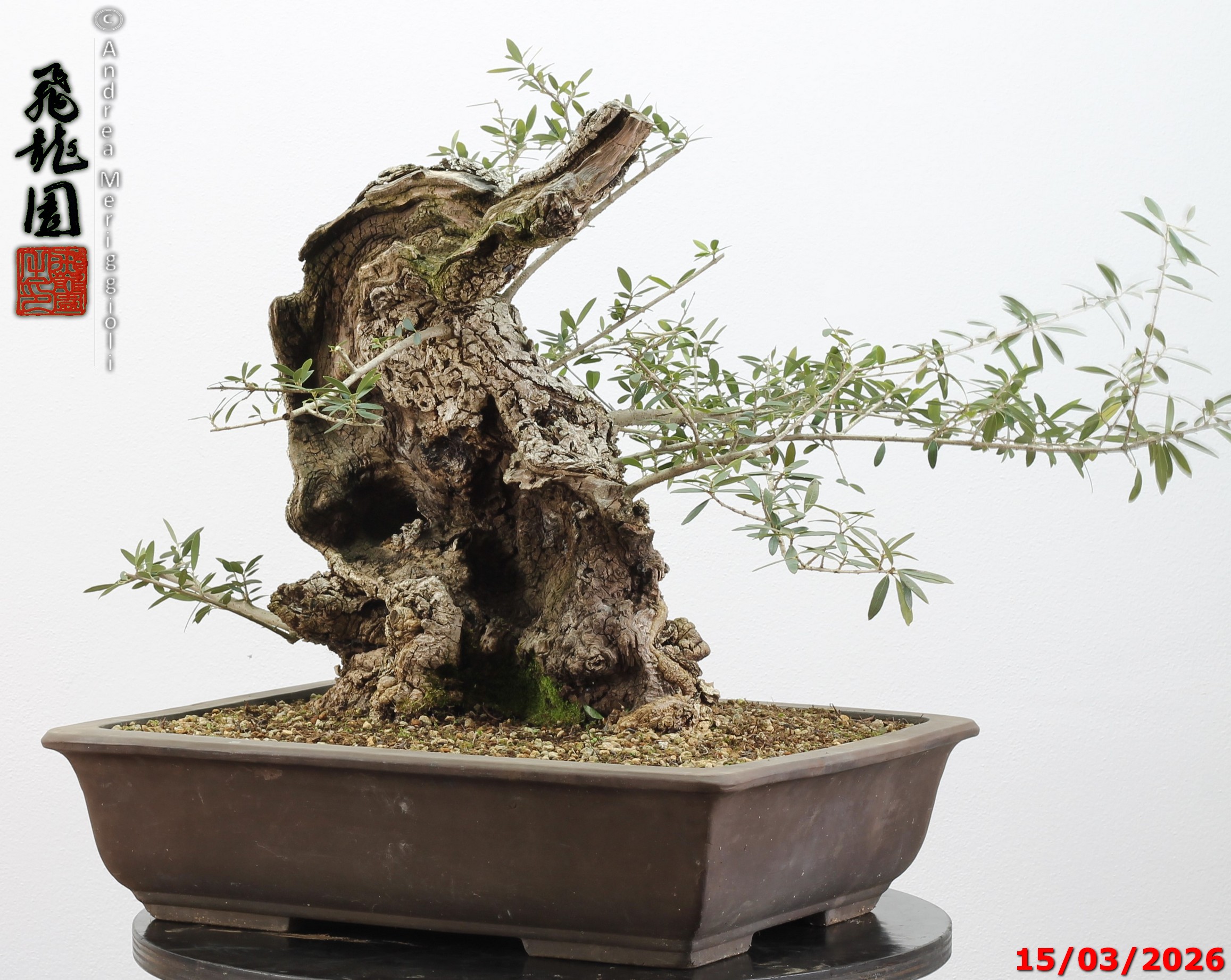 Olea oleaster - immagine 4