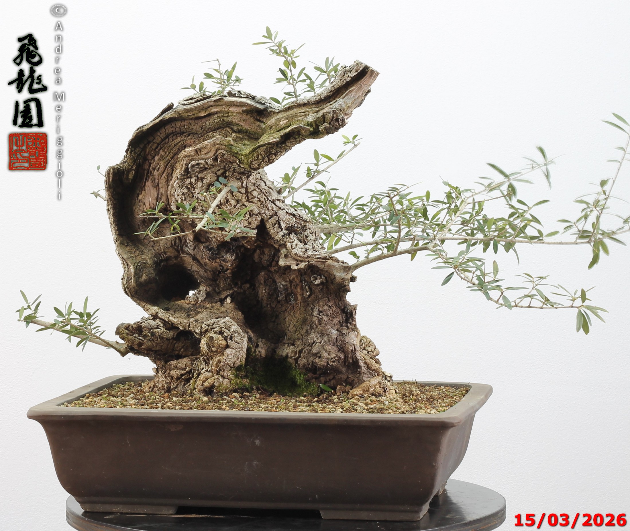 Olea oleaster - immagine 3