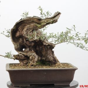 Olea oleaster