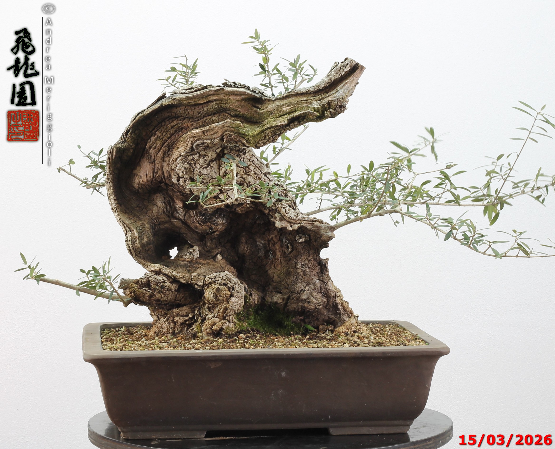 Olea oleaster