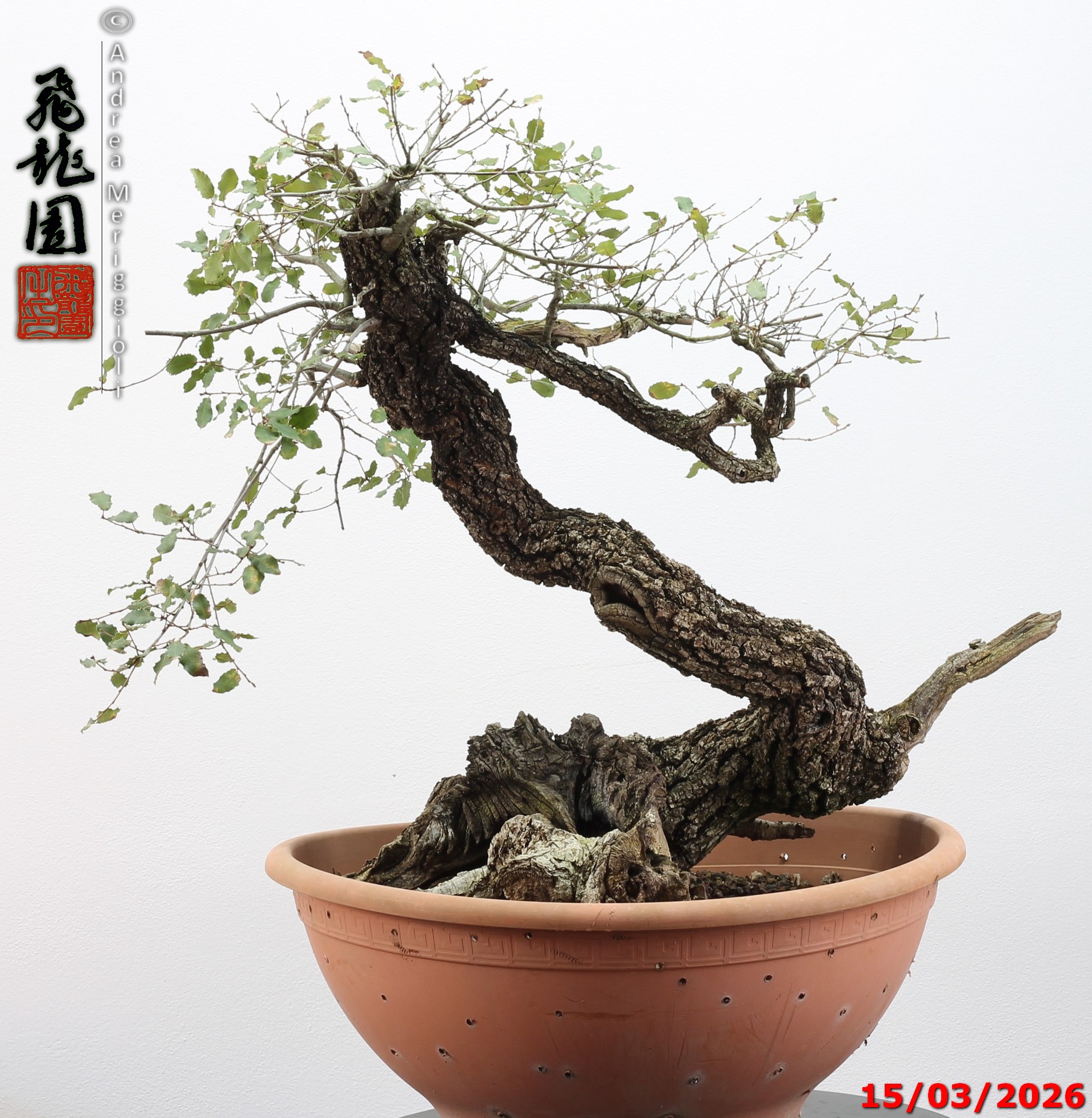 Quercus pubescens - immagine 21