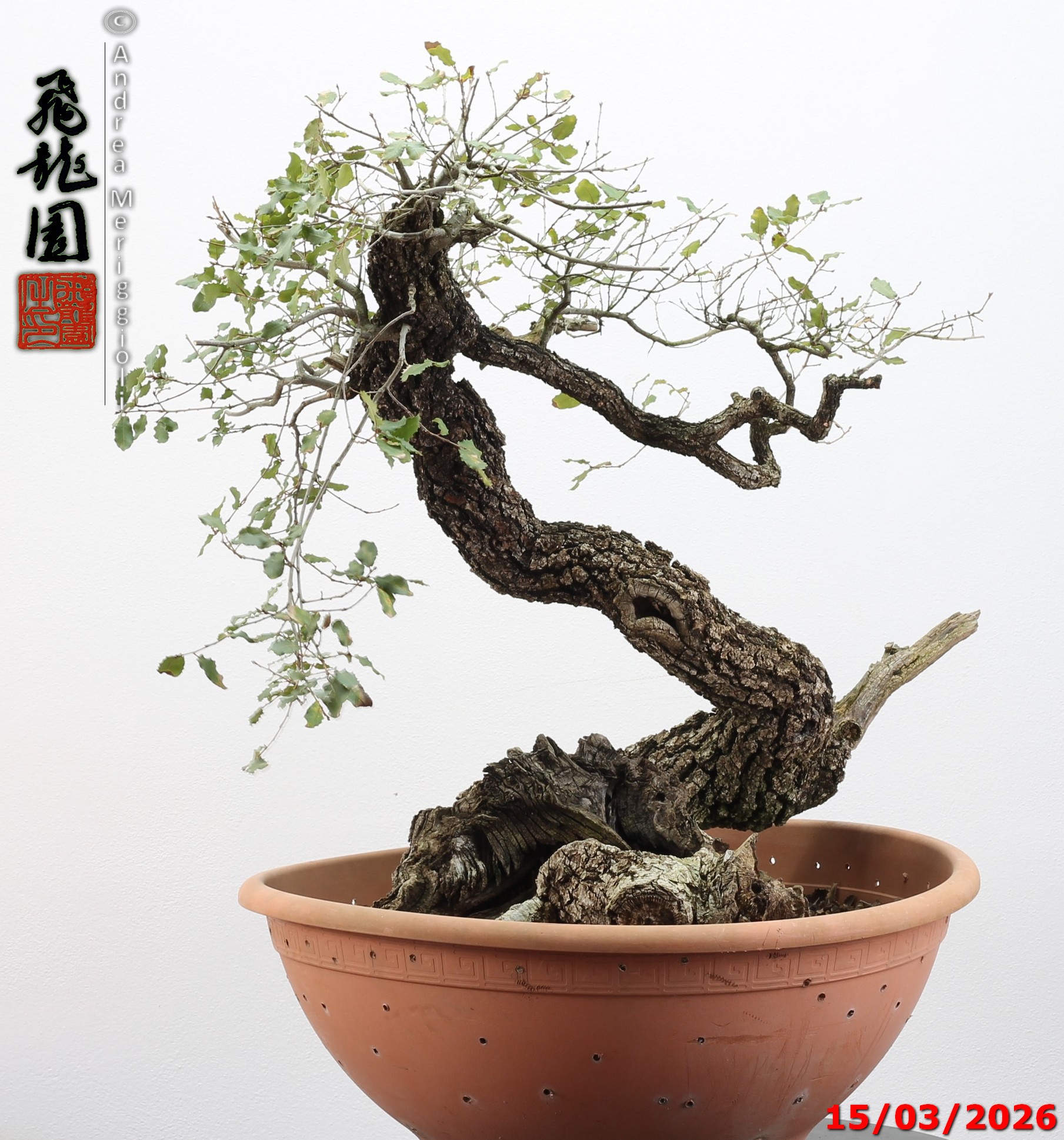 Quercus pubescens - immagine 20