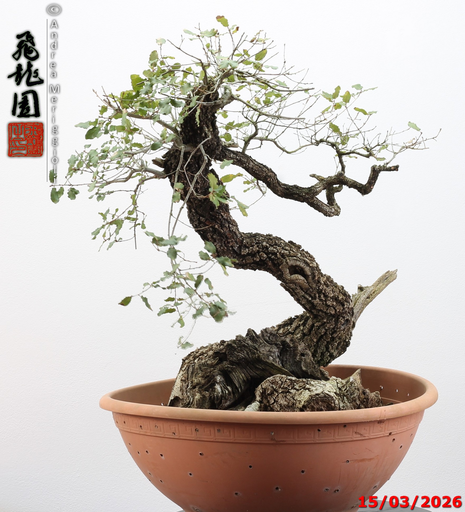 Quercus pubescens - immagine 19